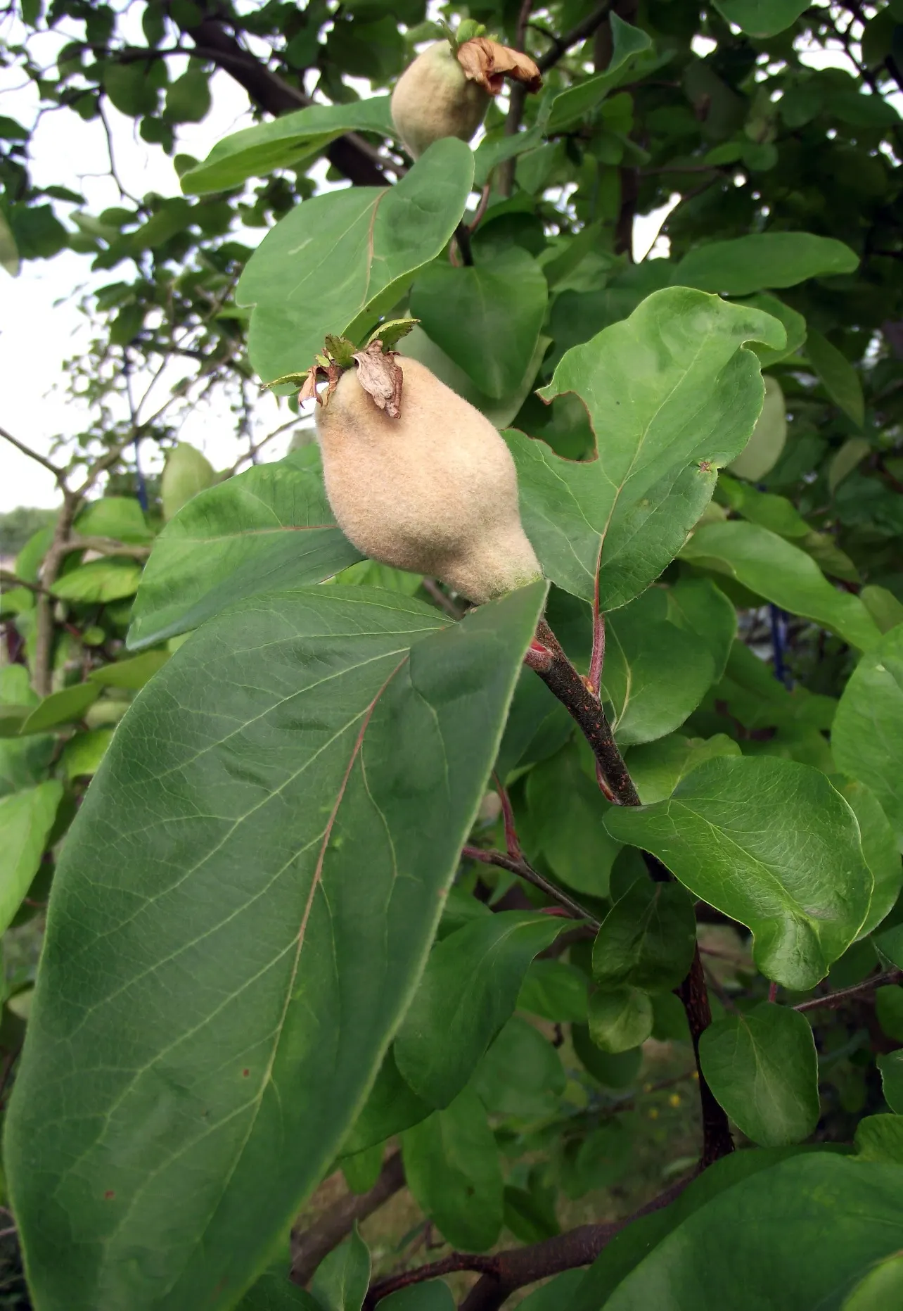 Quince (Cydonia Oblonga) — Its dense foliage provides ample shade; department of Agriculture hardiness zones 5 through 9