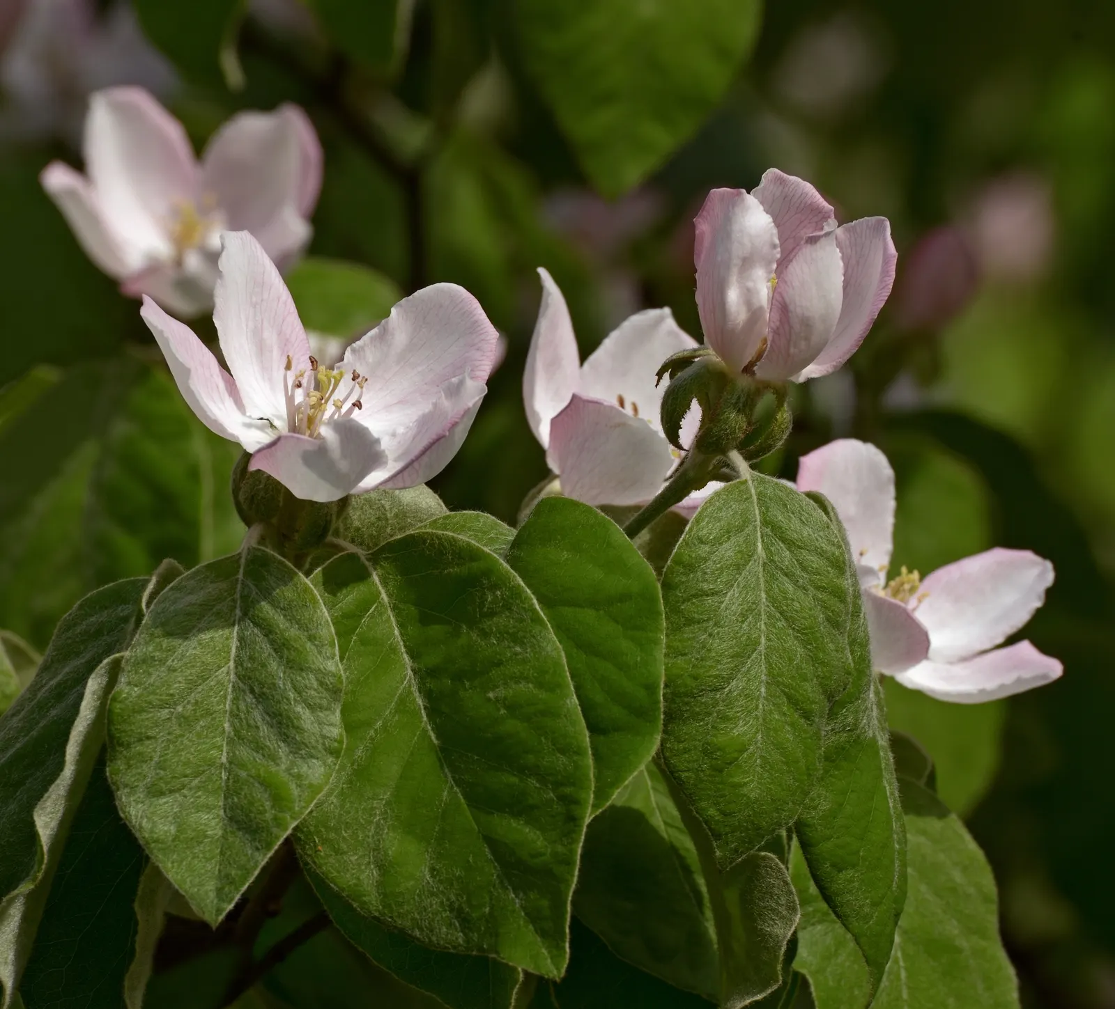 Quince (Cydonia Oblonga) — golden-yellow fruit in autumn