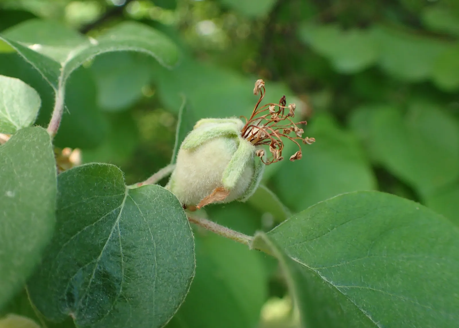 Quince (Cydonia Oblonga) — This tree typically reaches a mature height and spread of 12 to 20 feet; regular pruning enhances air circulation and sunlight