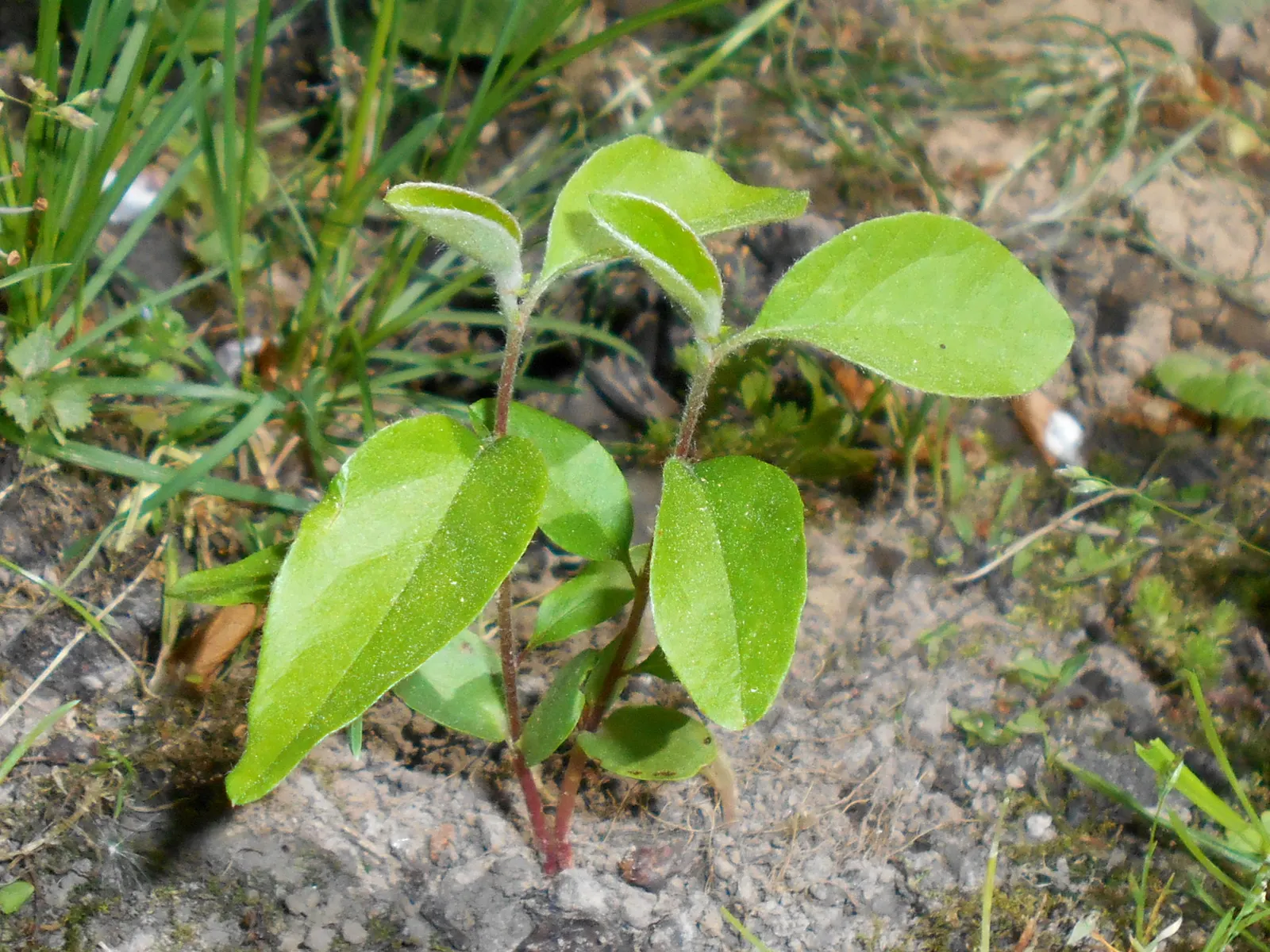 Quince (Cydonia Oblonga) — with a twisted bough structure that adds architectural interest