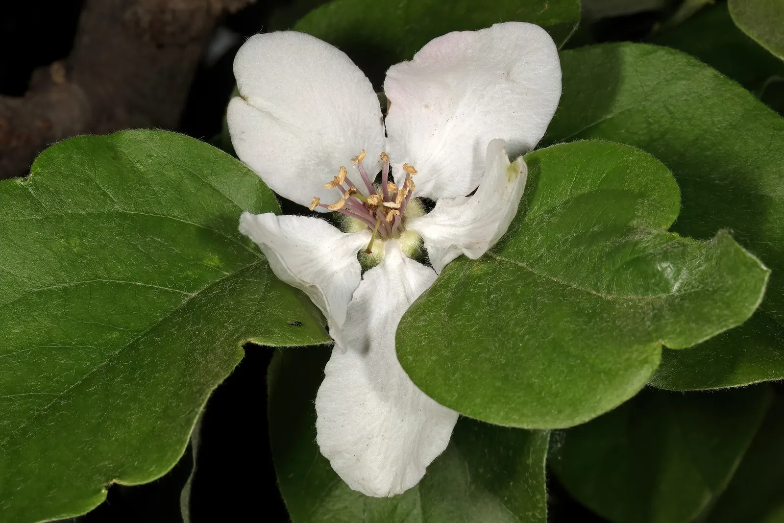 Quince (Cydonia Oblonga) — Integrating this tree into a landscape offers both culinary and ornamental utility