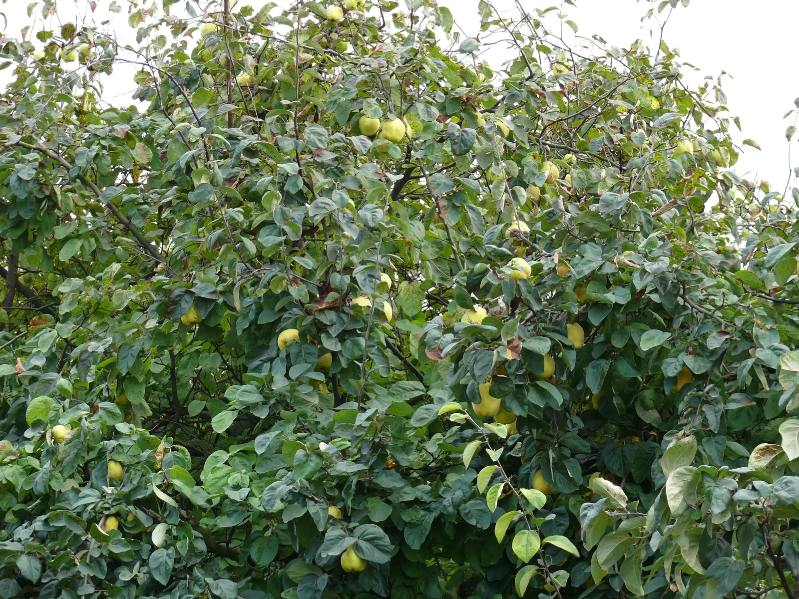 Quince (Cydonia Oblonga) — twiggy structure that adds visual interest to gardens even in the dormant season
