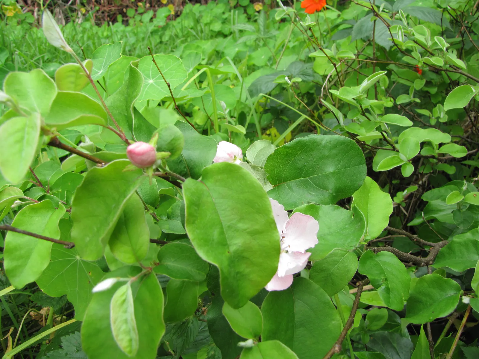 Quince (Cydonia Oblonga) — It exhibits single pink-white blossoms in spring; which can reach 4 to 5 inches long, image 61