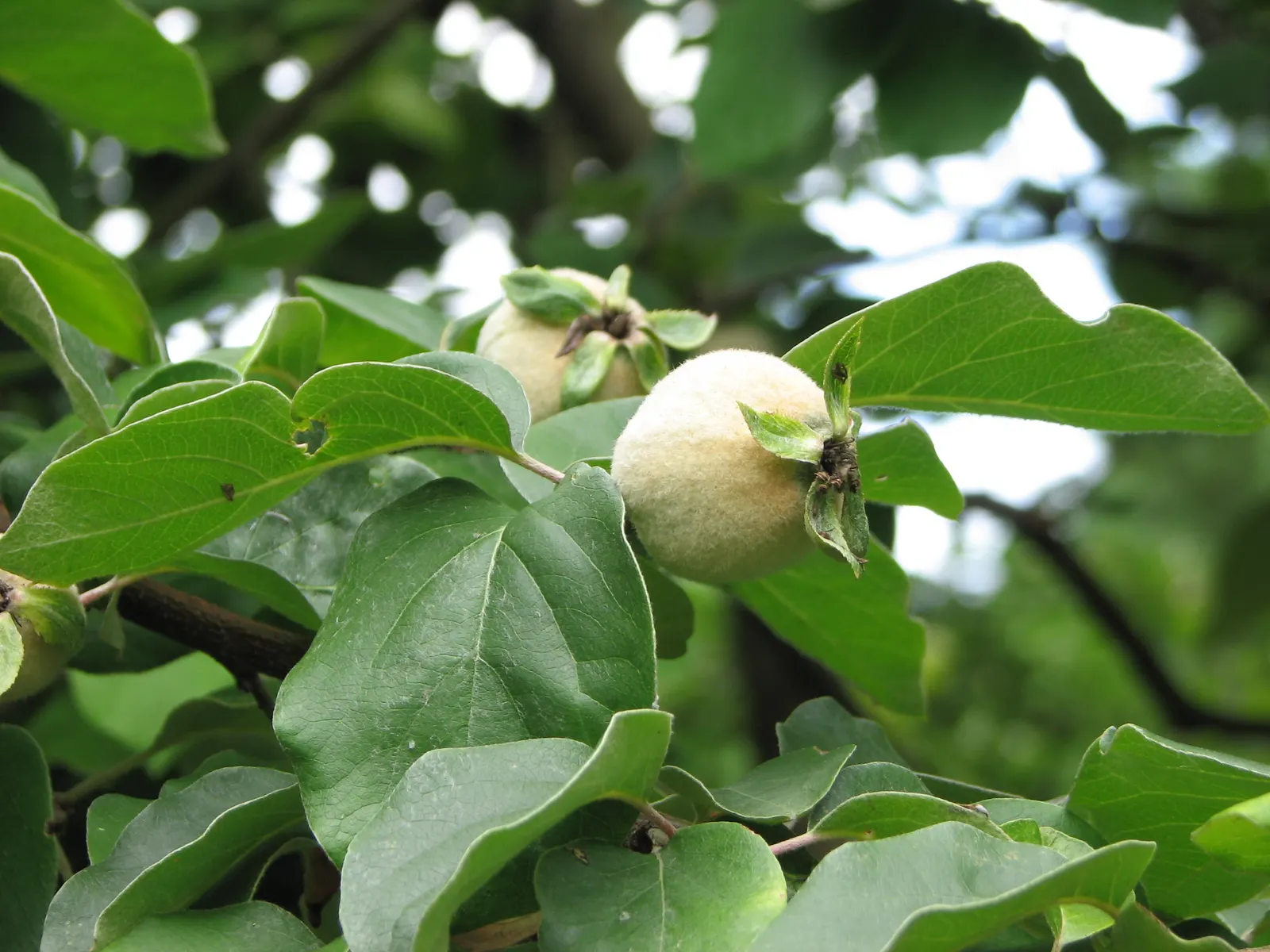 Quince (Cydonia Oblonga) — Gardeners should be aware