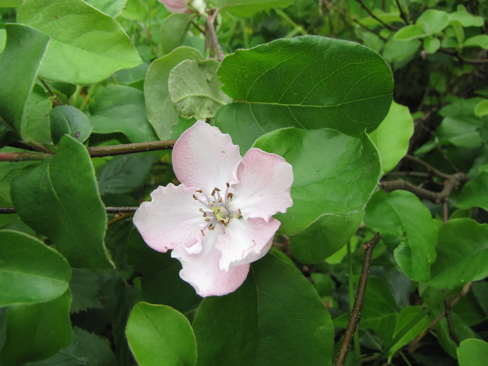 Quince (Cydonia Oblonga) — fertile soil and moderate watering to ensure healthy growth; its dense foliage provides ample shade