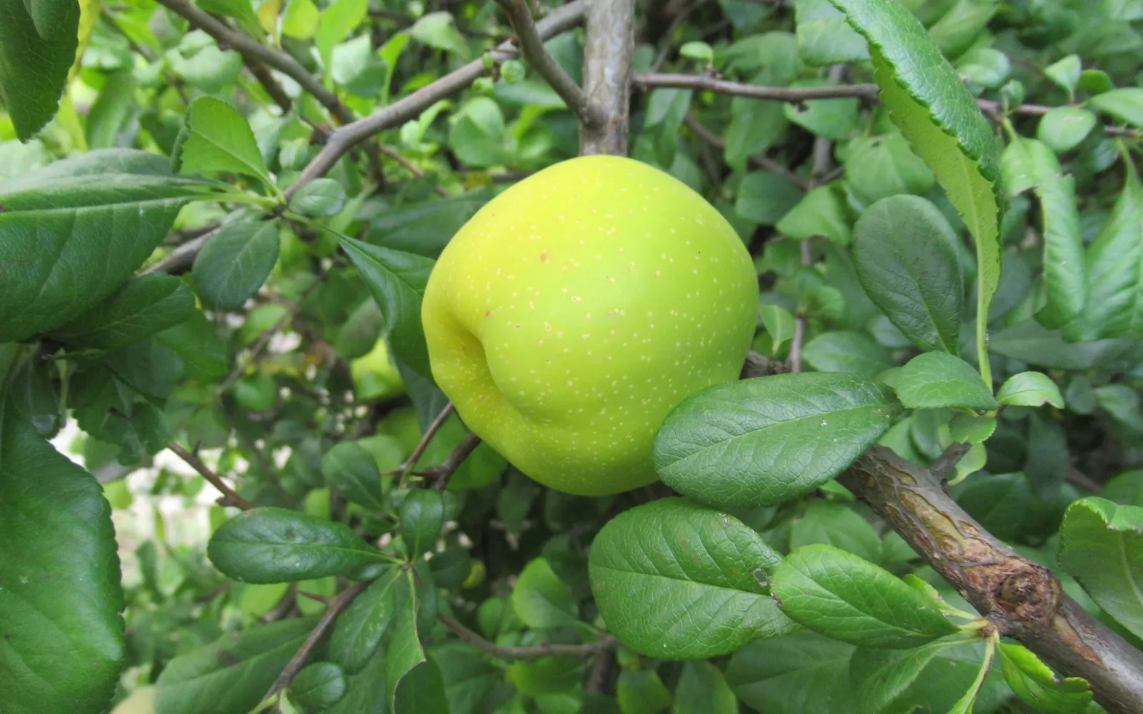 Quince (Cydonia Oblonga) — Prefers a sunny location in well-drained soil; it exhibits single pink-white blossoms in spring