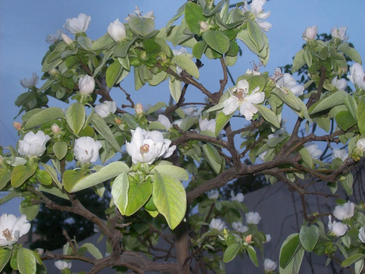 Quince (Cydonia Oblonga) — pink and white flowers in the garden; this tree typically reaches a mature height and spread of 12 to 20 feet
