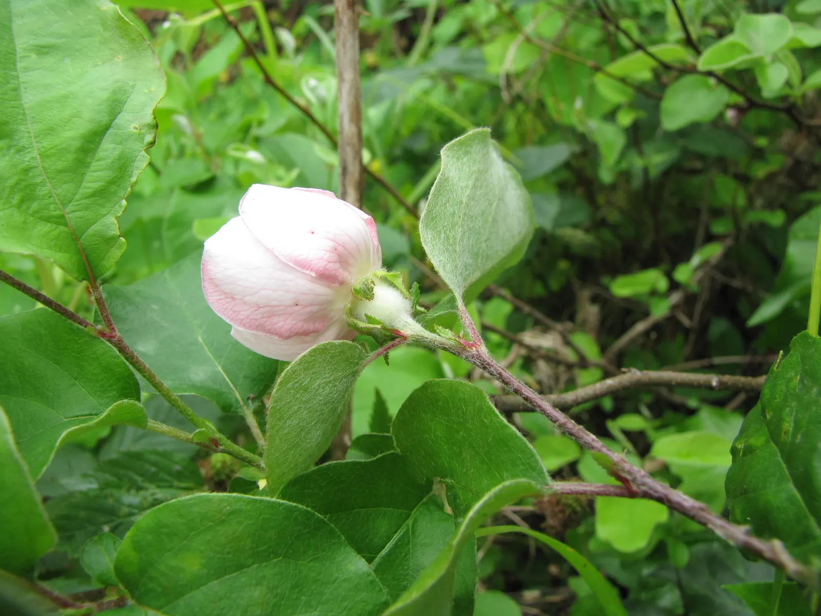 Quince (Cydonia Oblonga) — while the fruit adds ornamental value and can be used in preserves and baking; dark green upper surface and a gray-hued, image 65