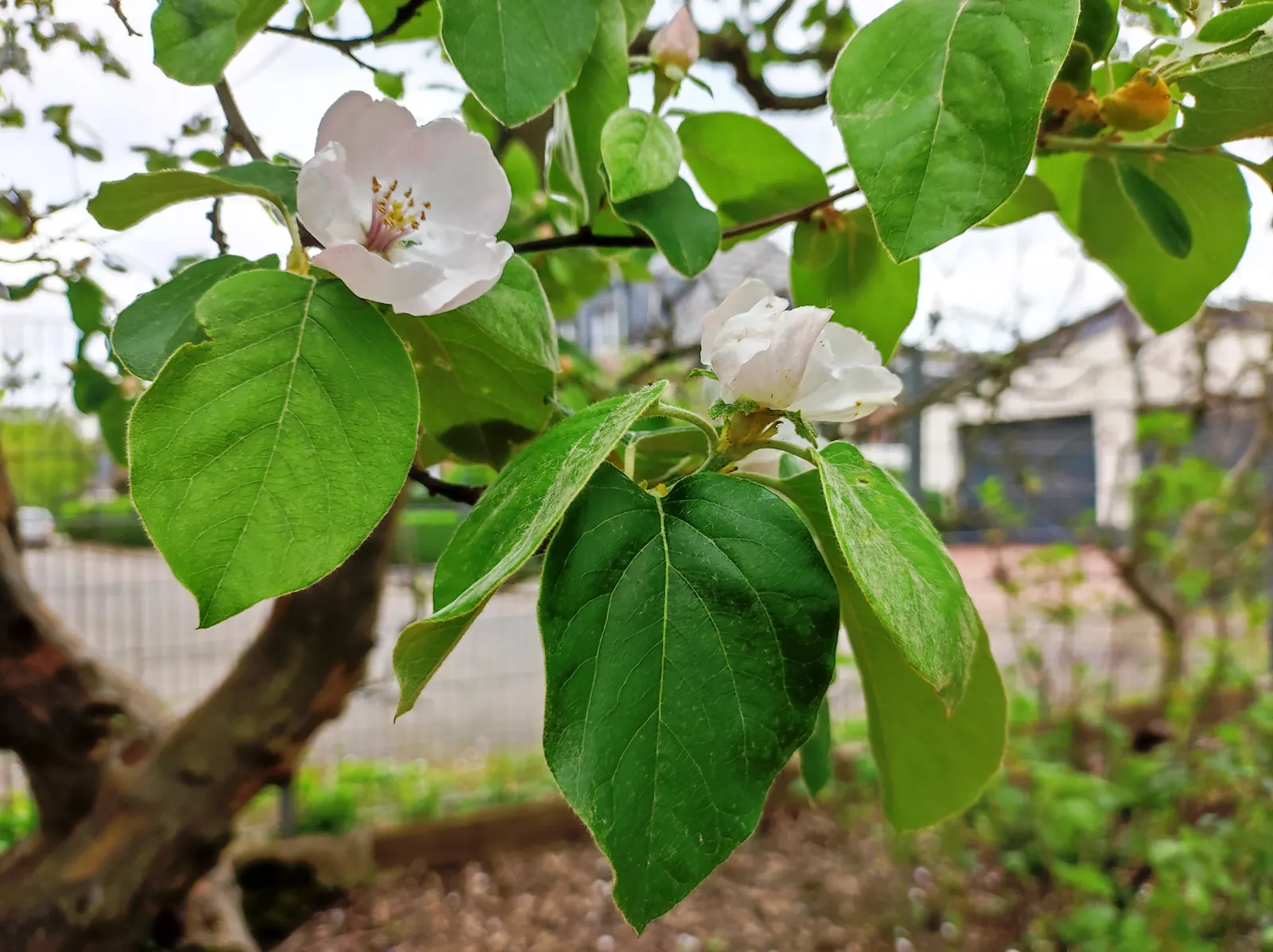 Quince (Cydonia Oblonga) — keeping the tree's production and appearance at its best