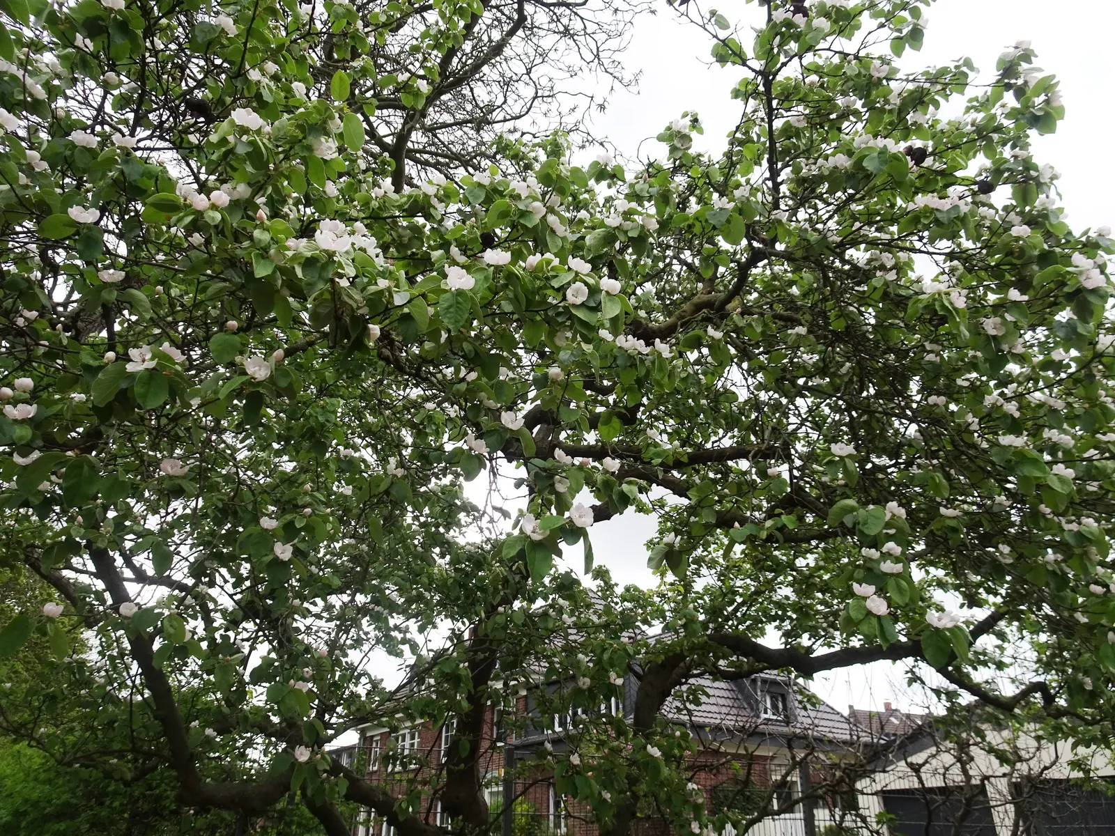 Quince (Cydonia Oblonga) — tree for full or half; making it a multifaceted addition to any garden