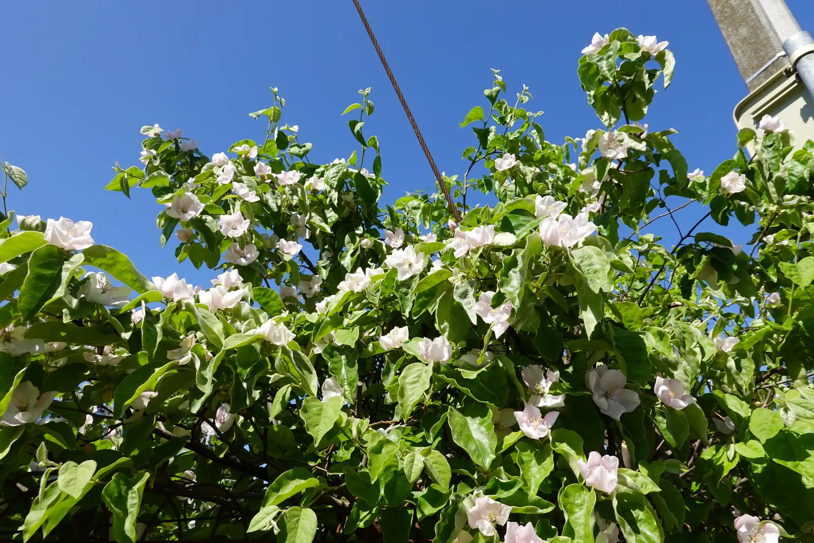 Quince (Cydonia Oblonga) — the tree erupts with a profusion of ornamental flowers