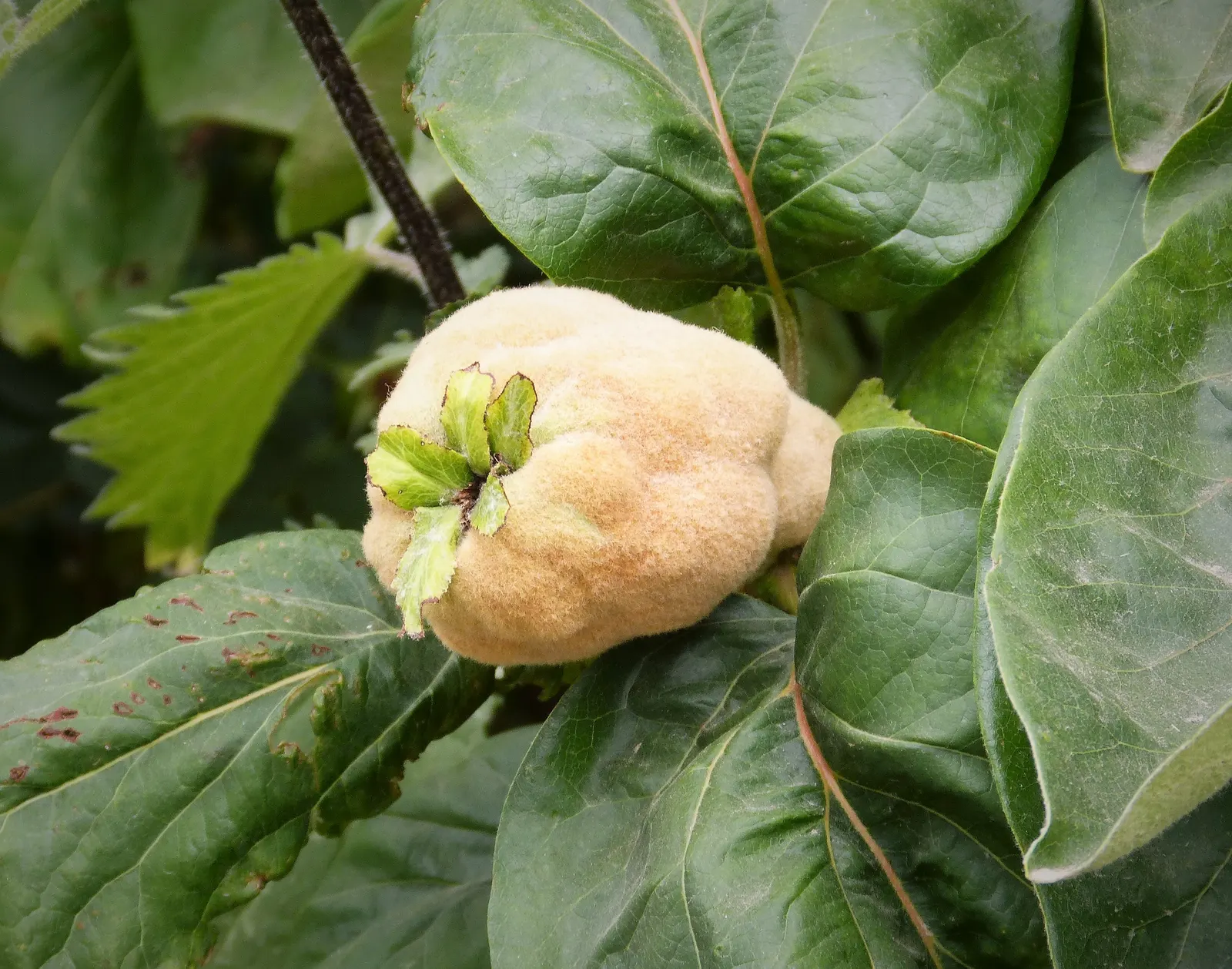 Quince (Cydonia Oblonga) — dark green upper surface and a gray-hued underside; tree for full or half