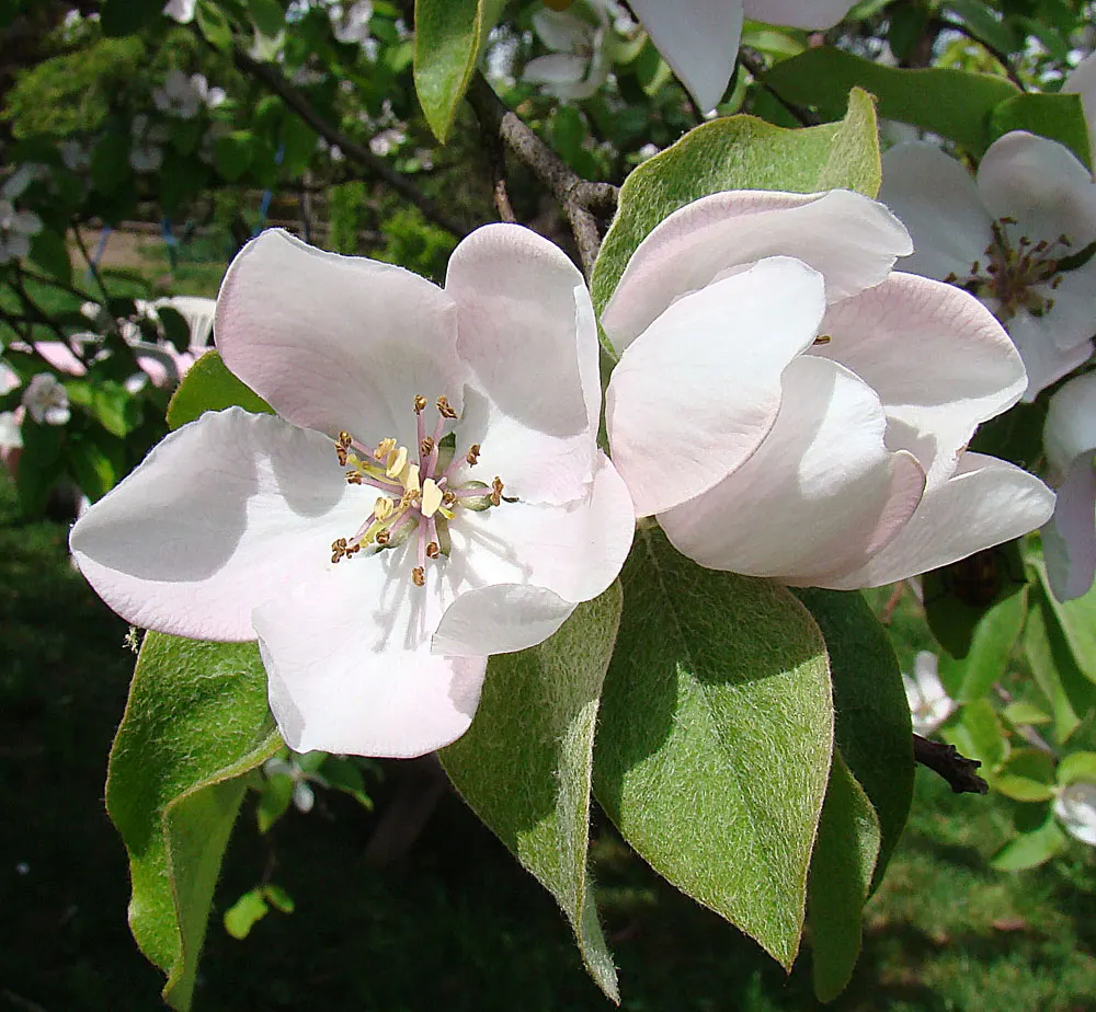 Quince (Cydonia Oblonga) — Its dense foliage provides ample shade