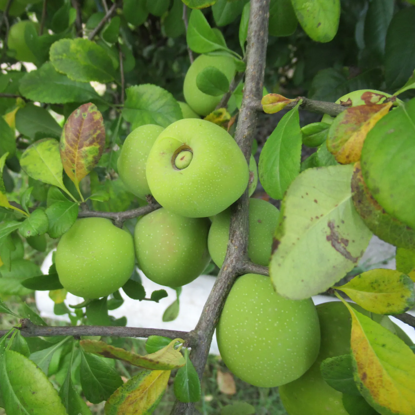 Quince (Cydonia Oblonga) — golden-yellow fruit in autumn; integrating this tree into a landscape offers both culinary and ornamental utility