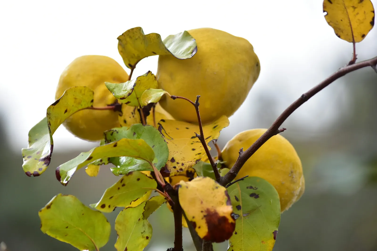 Quince (Cydonia Oblonga) — golden-yellow fruit in autumn; integrating this tree into a landscape offers both culinary and ornamental utility, image 62