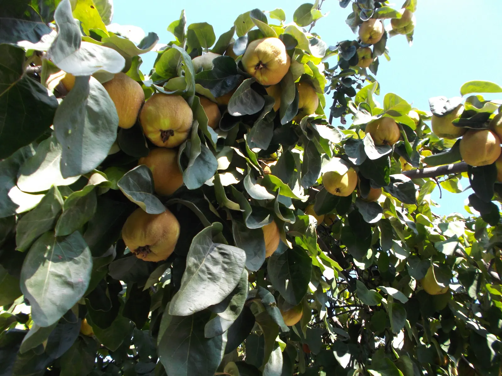 Quince (Cydonia Oblonga) — each one measuring around 1 to 1.5 inches in diameter, image 44