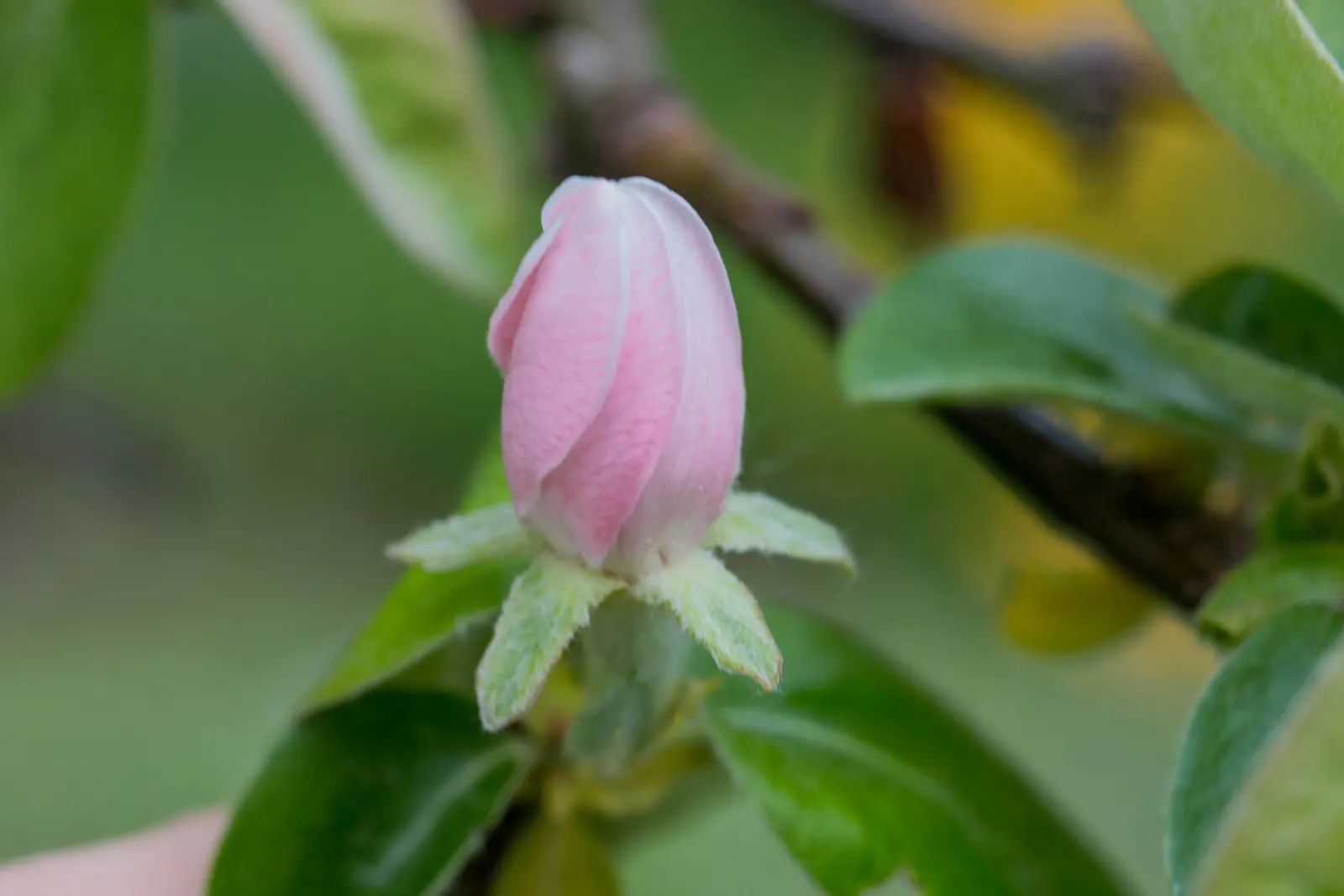 Quince (Cydonia Oblonga) — with ovate leaves ranging from 3 to 5 inches in length; fertile soil and moderate watering to ensure healthy growth, image 74