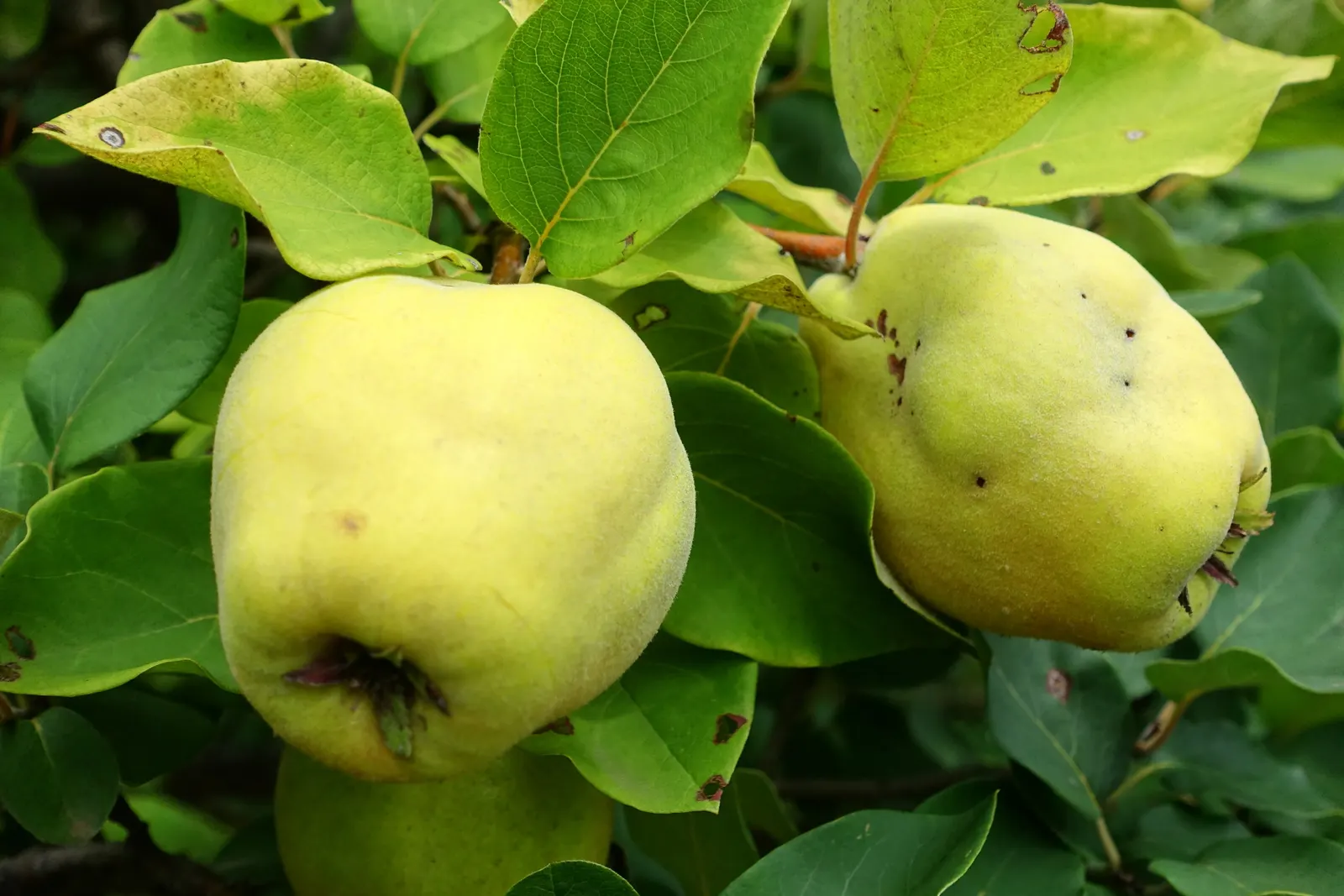 Quince (Cydonia Oblonga) — each one measuring around 1 to 1.5 inches in diameter