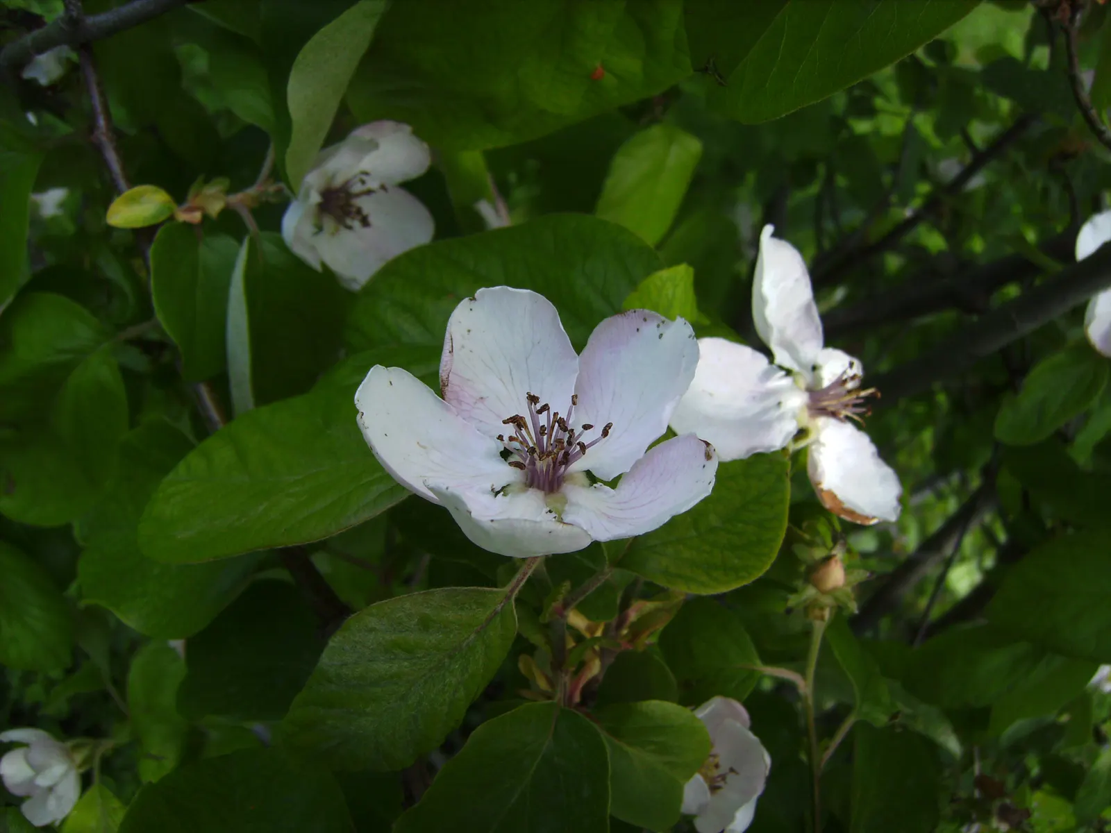 Quince (Cydonia Oblonga) — with ovate leaves ranging from 3 to 5 inches in length