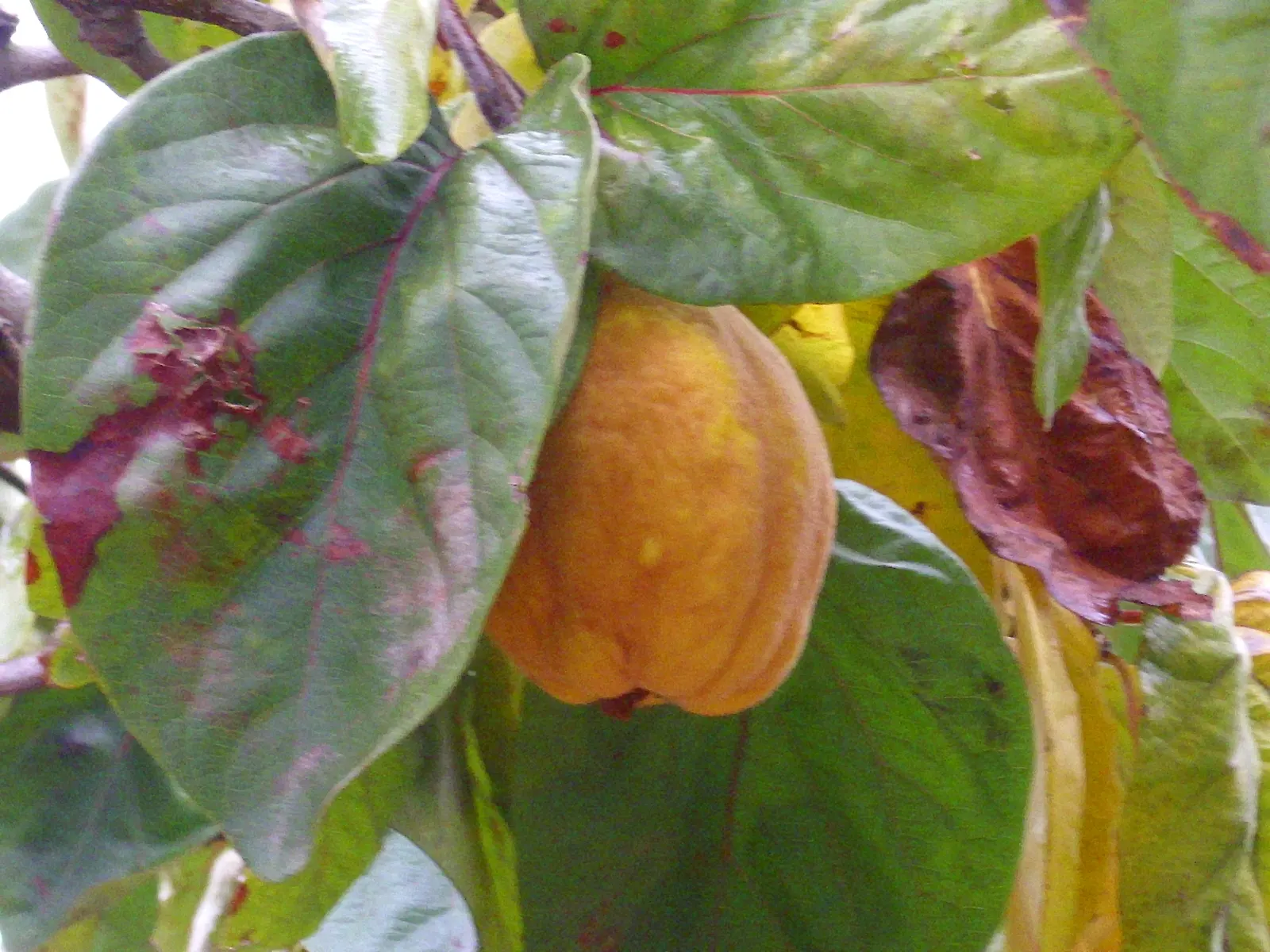 Quince (Cydonia Oblonga) — tree with pink and white blooms; it is commonly used in jellies, preserves, and baking, owing to its tart flavor and high pectin