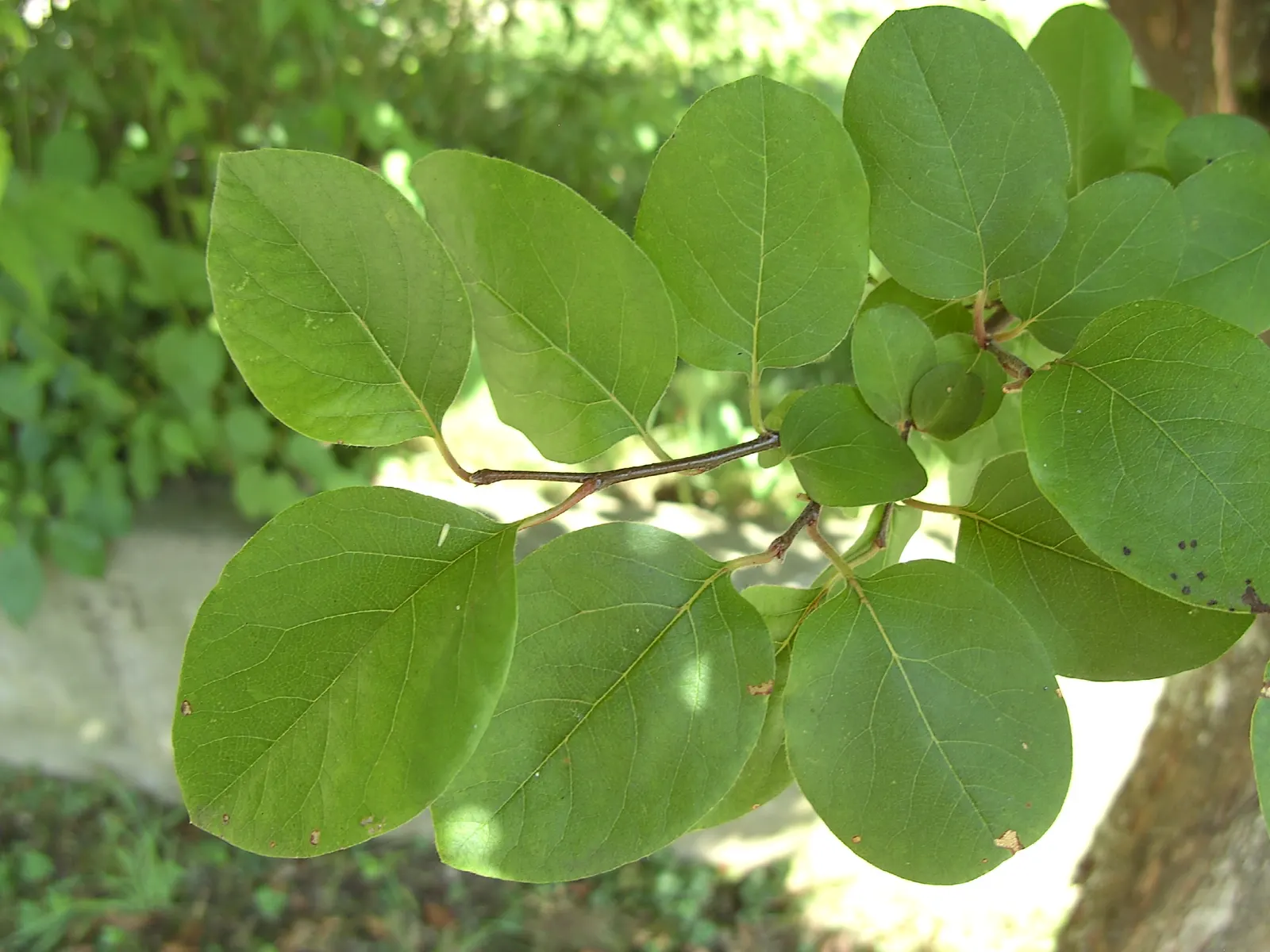Quince (Cydonia Oblonga) — It is commonly used in jellies, preserves, and baking, owing to its tart flavor and high pectin content