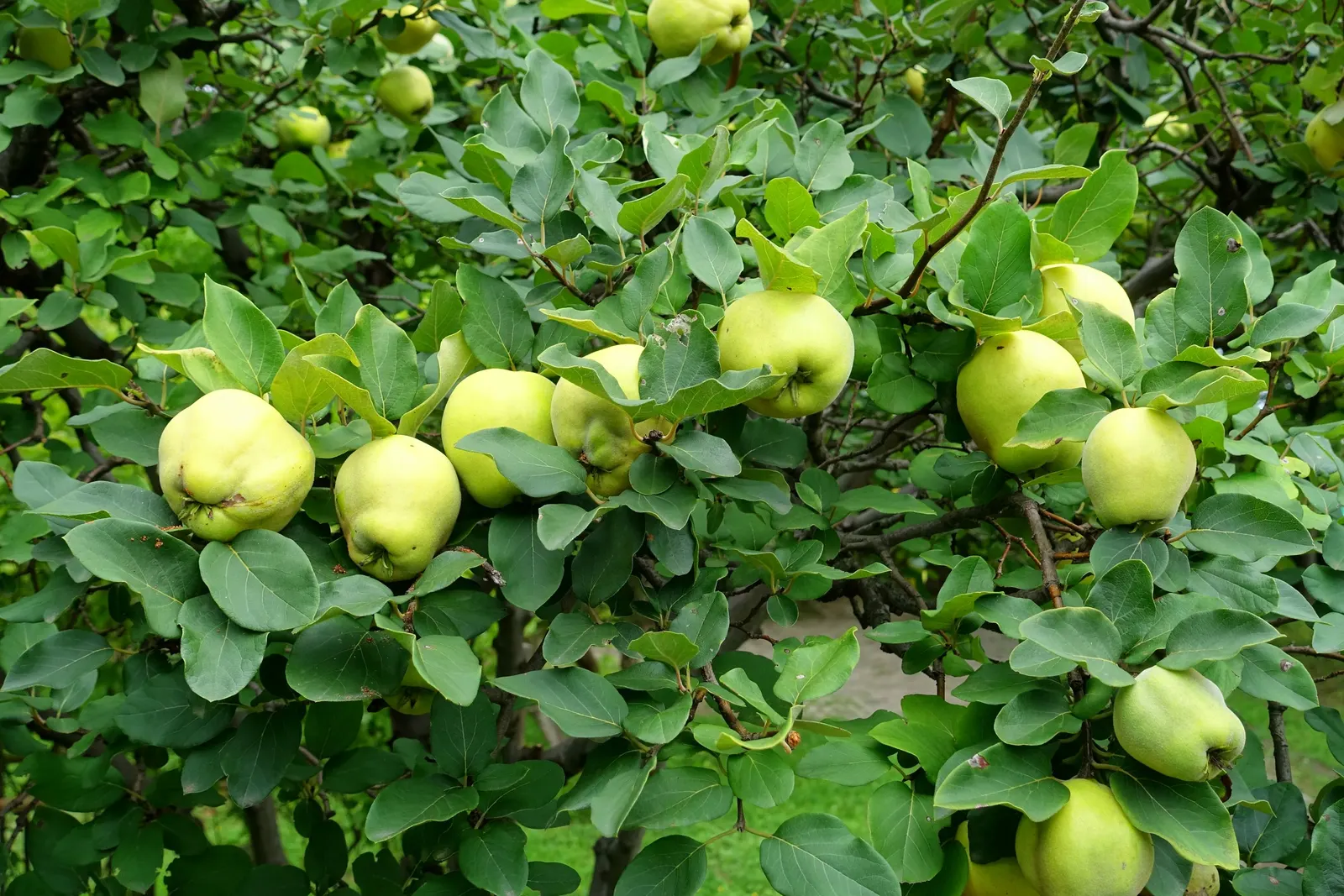 Quince (Cydonia Oblonga) — is a deciduous tree renowned for its attractive pale pink blossoms and fragrant golden-yellow fruit