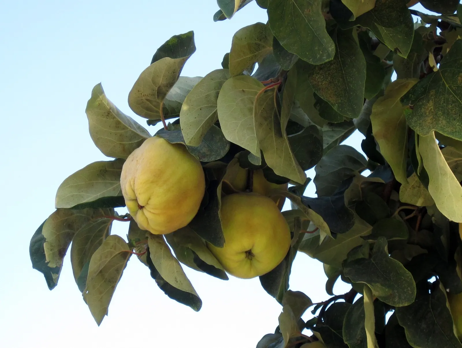 Quince (Cydonia Oblonga) — This tree typically reaches a mature height and spread of 12 to 20 feet