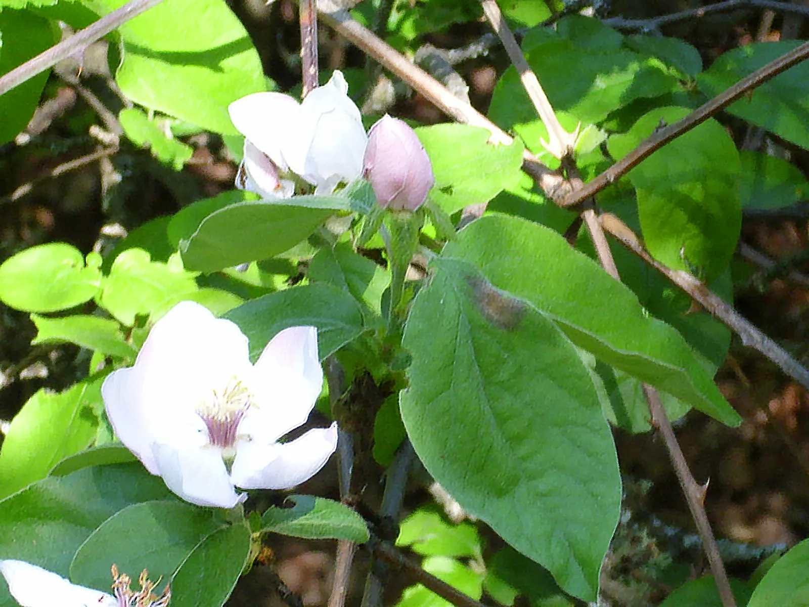 Quince (Cydonia Oblonga) — Department of Agriculture hardiness zones 5 through 9; is a deciduous tree renowned for its attractive pale pink blossoms and