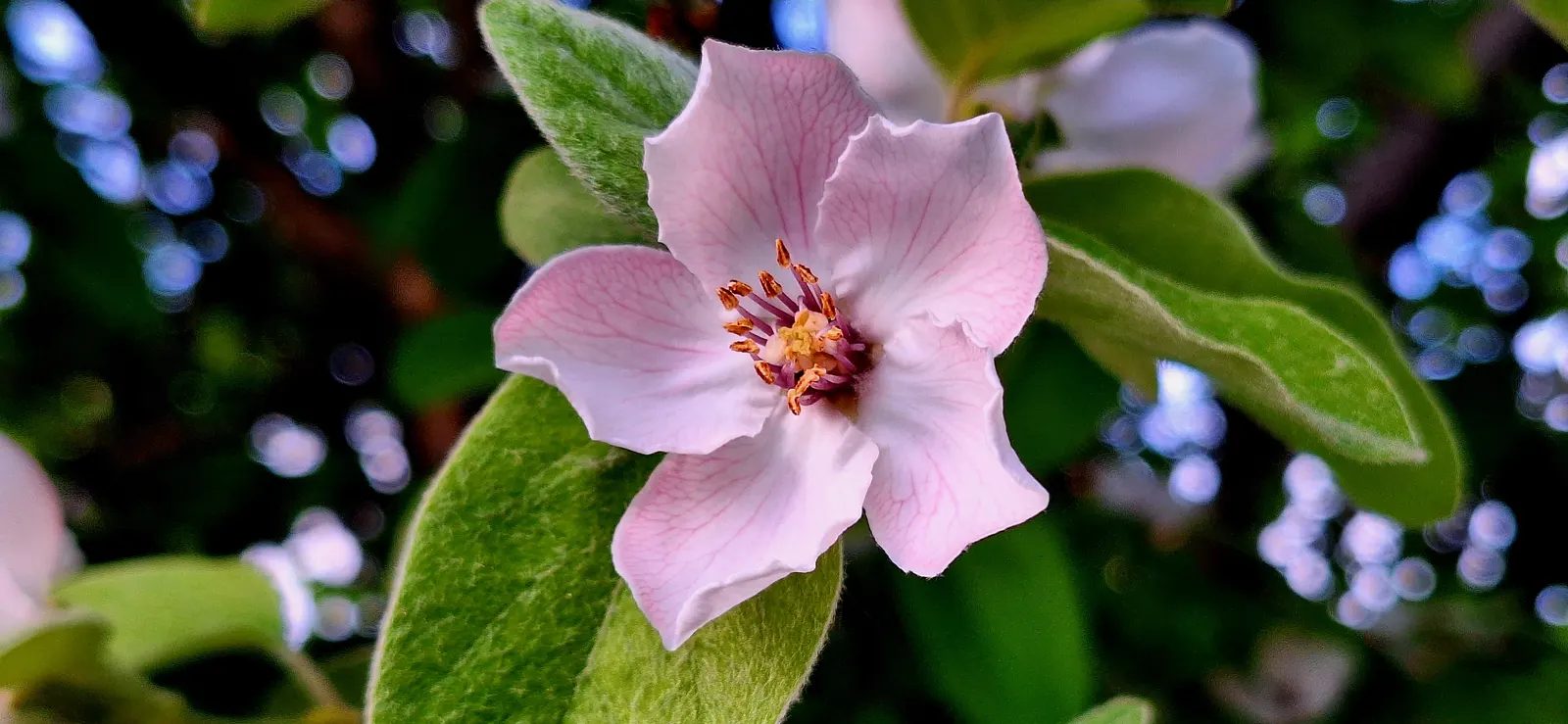 Quince (Cydonia Oblonga) — fertile soil and moderate watering to ensure healthy growth