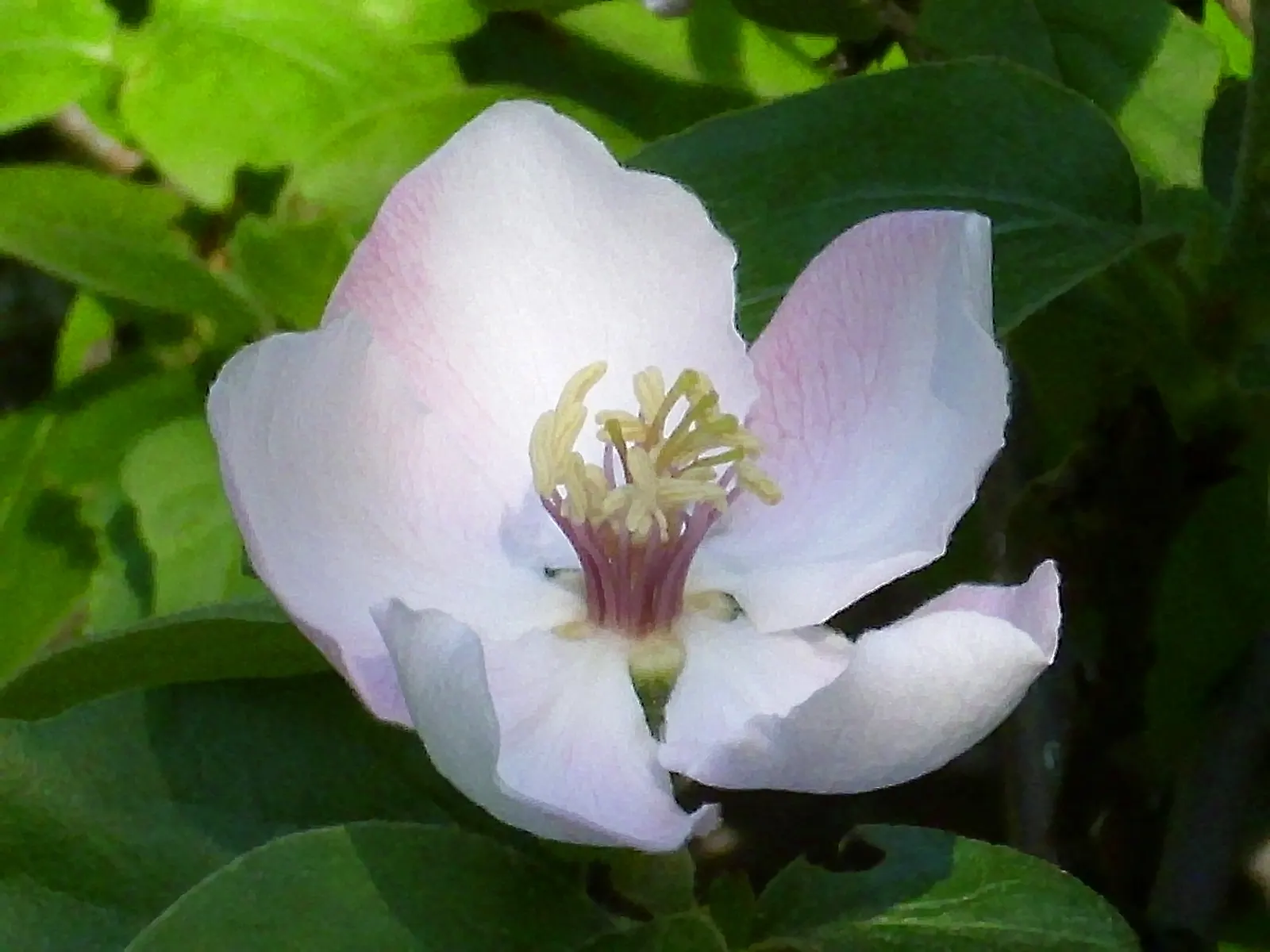 Quince (Cydonia Oblonga) — each one measuring around 1 to 1.5 inches in diameter, image 73