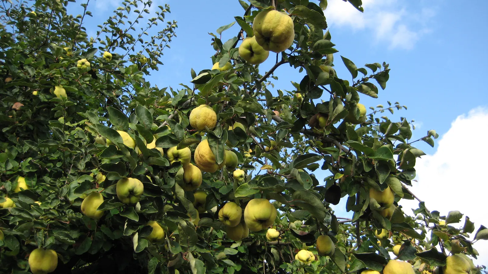 Quince (Cydonia Oblonga) — It exhibits single pink-white blossoms in spring; which can reach 4 to 5 inches long