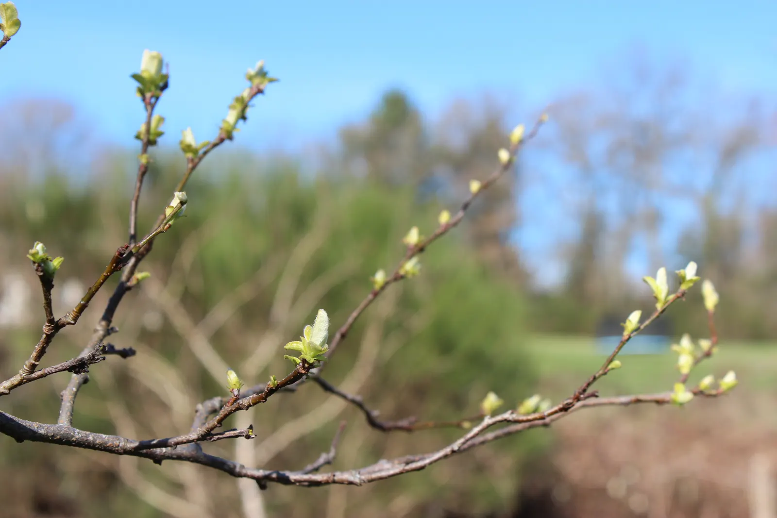 Quince (Cydonia Oblonga) — scientifically named Cydonia oblonga; keeping the tree's production and appearance at its best, image 66