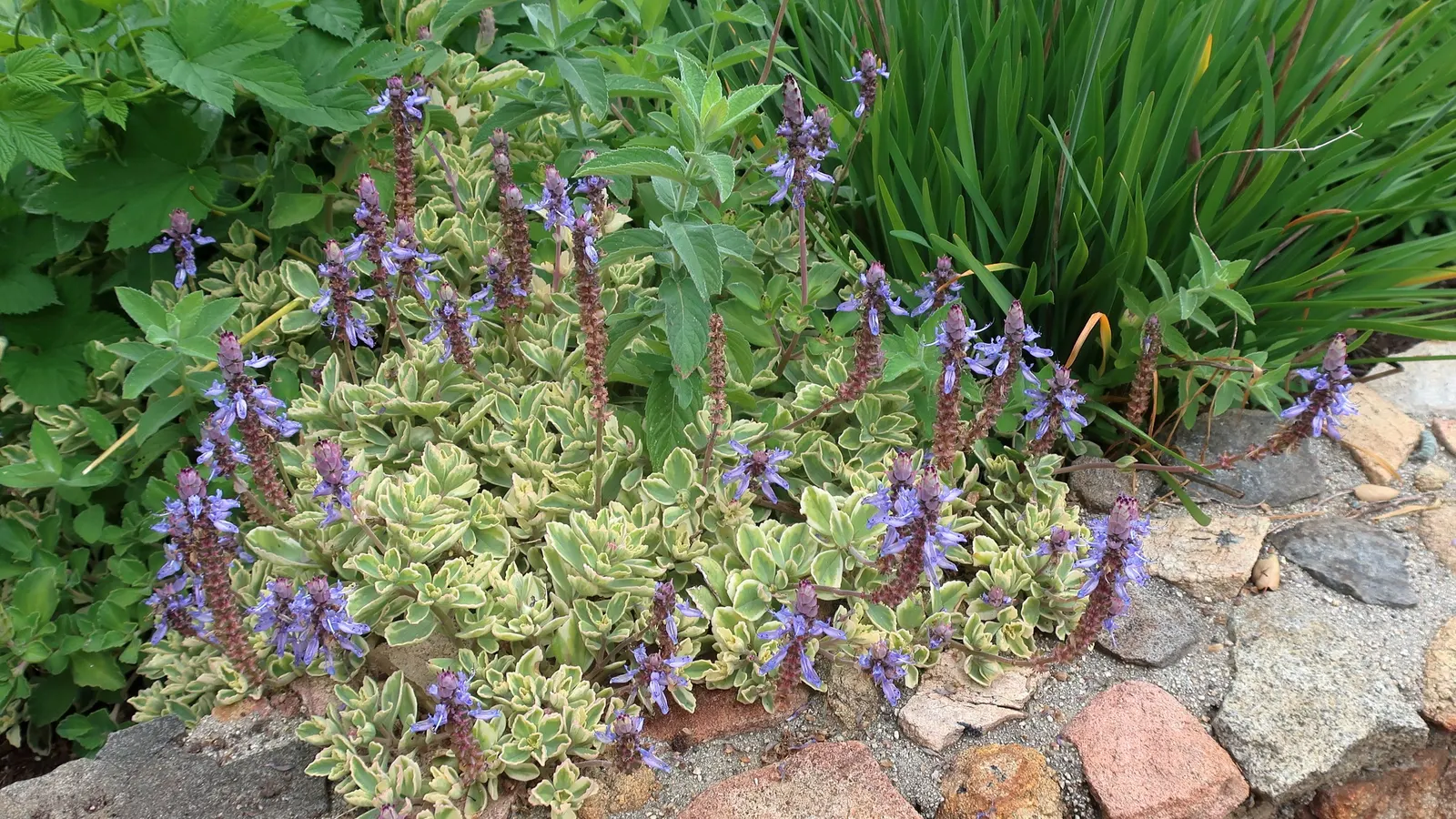 Lobster Flower (Plectranthus Neochilius) — especially prominent under full sun exposure.<br><br>In late summer through fall; perennial for full or half