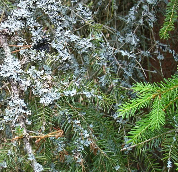 Norway Spruce (Picea Abies) — measuring around 0.5 to 1 inch long