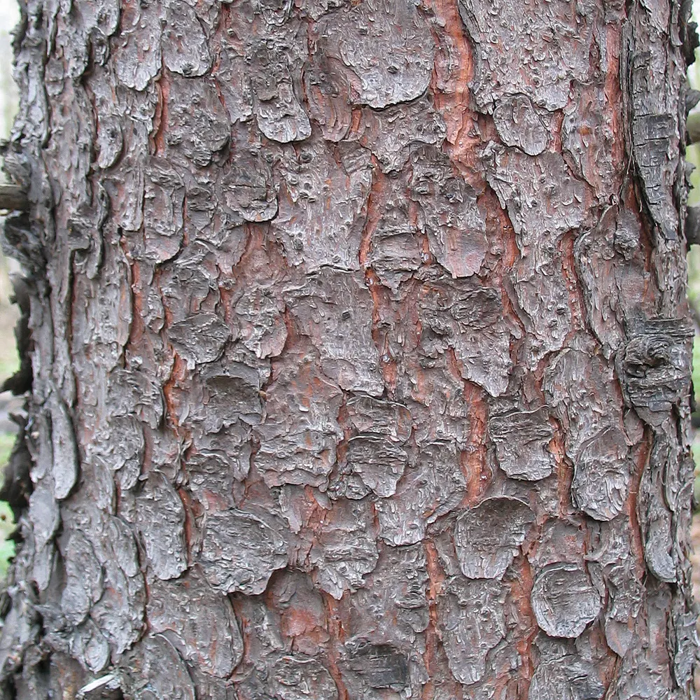 Norway Spruce (Picea Abies) — needle-like leaves and conical shape make it a classic choice for vertical accent or windbreaks; adding to its ornamental