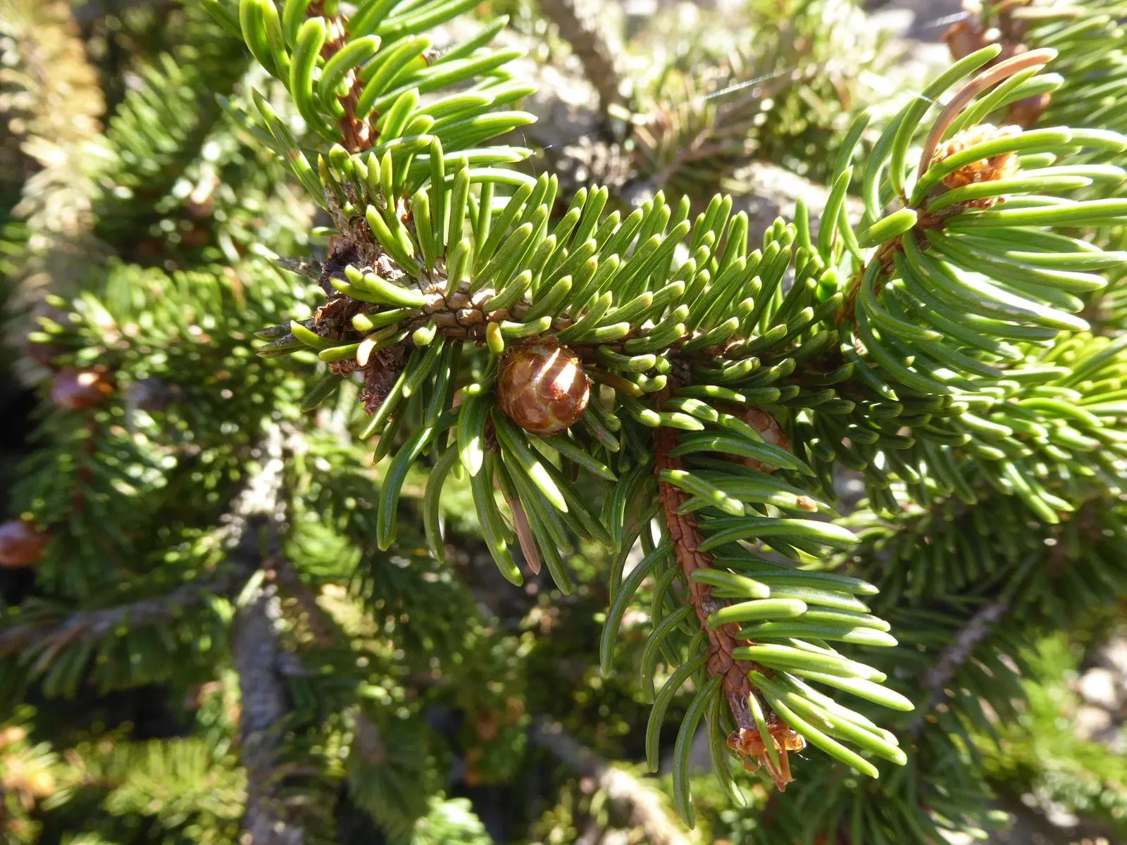 Norway Spruce (Picea Abies) — It is tolerant of urban pollution, making it a versatile candidate for both rural and urban landscapes