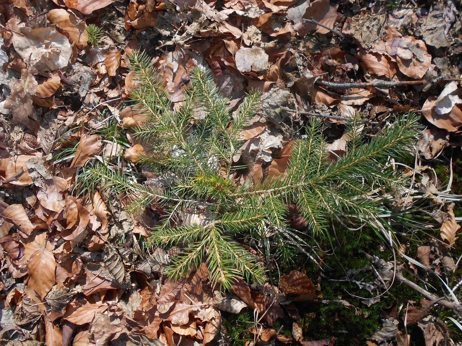 Norway Spruce (Picea Abies) — a majestic coniferous tree