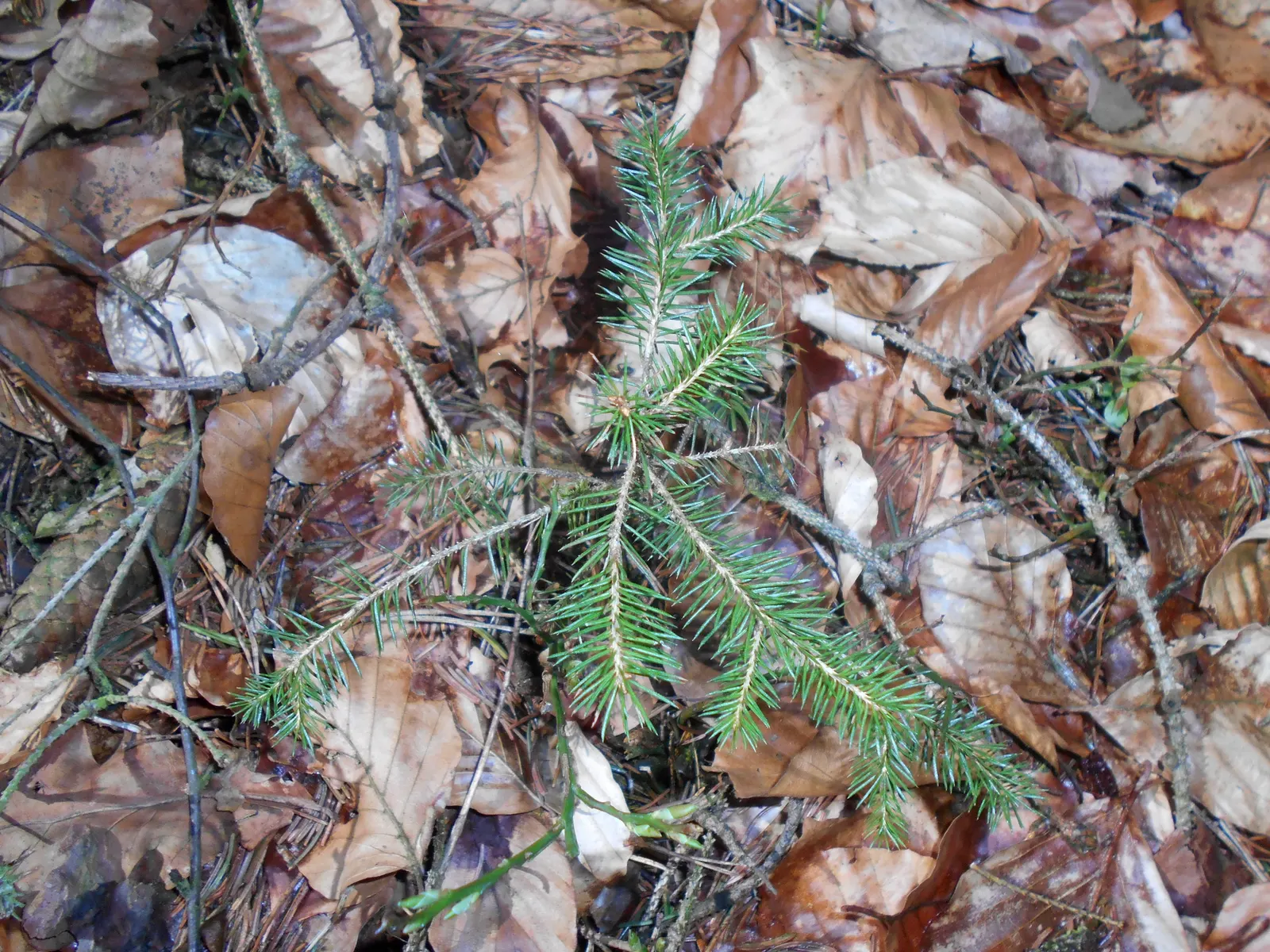 Norway Spruce (Picea Abies) — creating a commanding presence in landscapes; measuring around 0.5 to 1 inch long