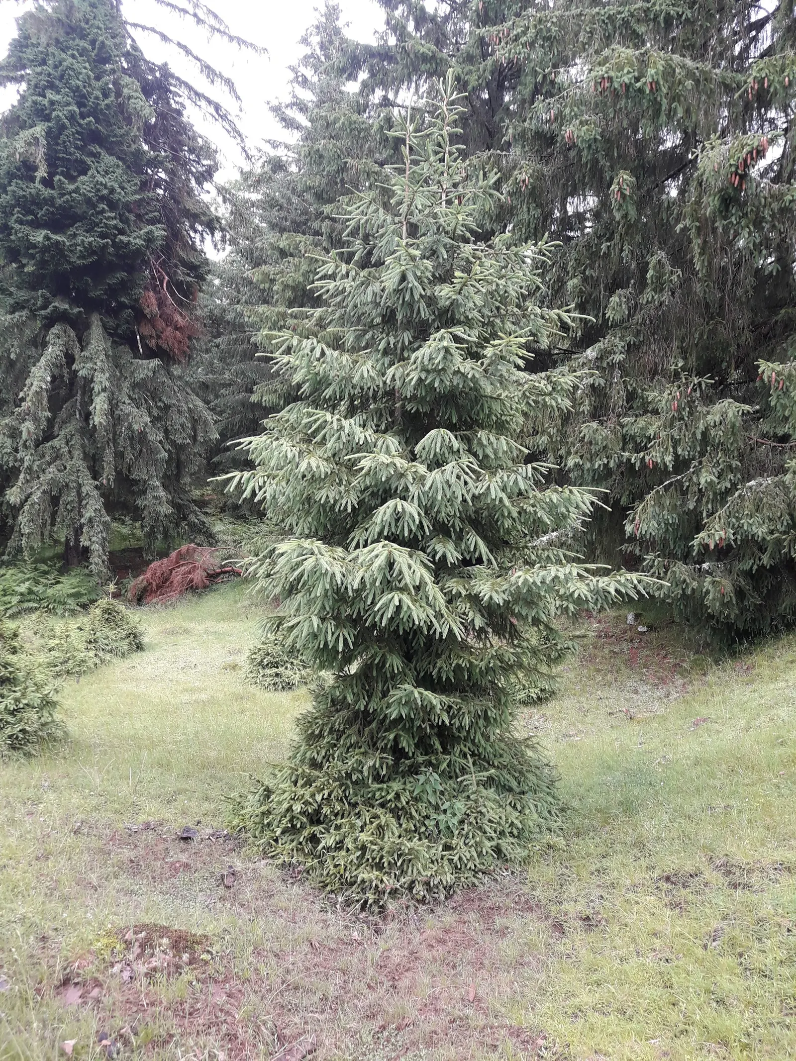 Norway Spruce (Picea Abies) — are attached individually to the branches; the Norway Spruce (Picea abies)