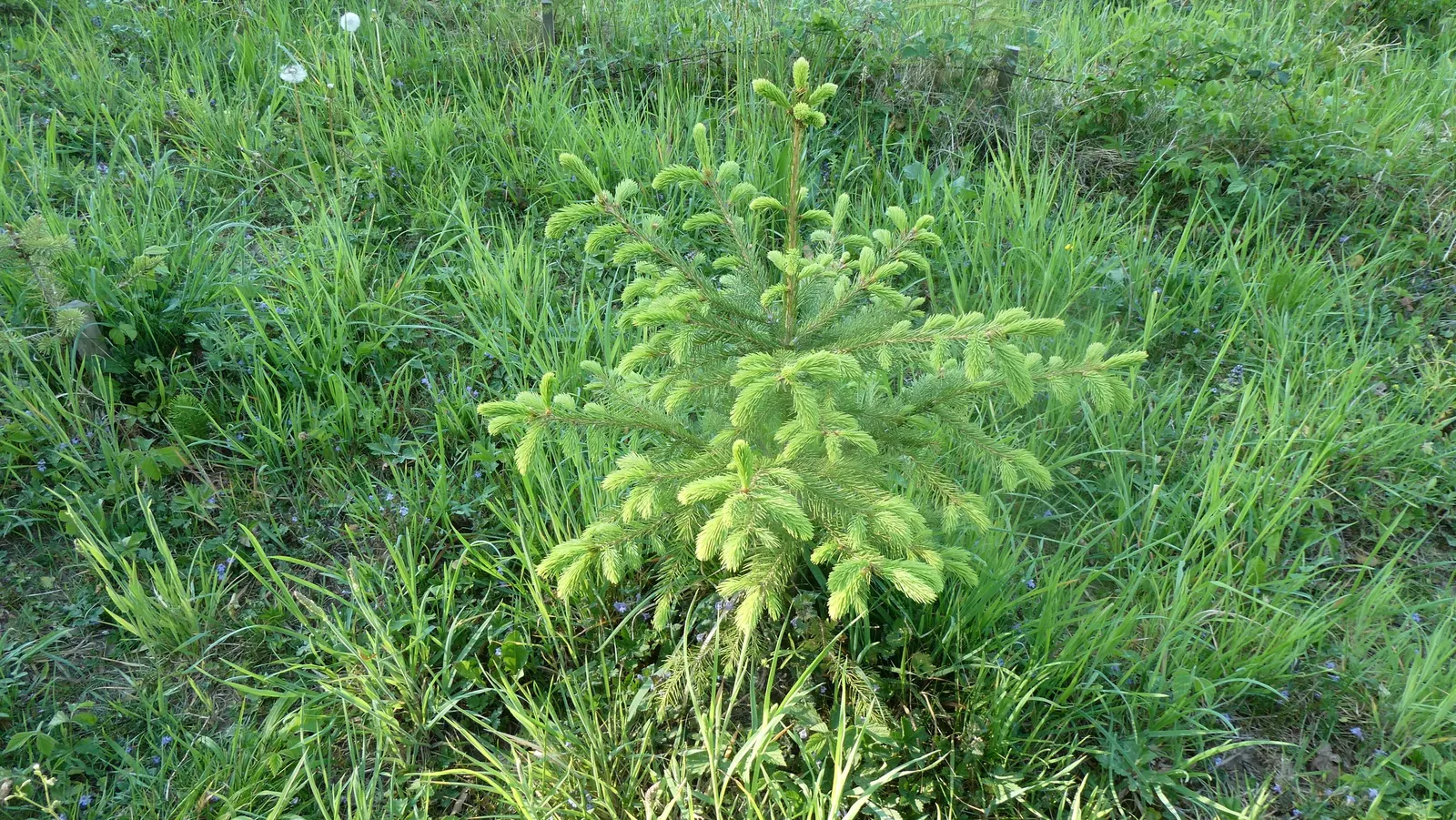 Norway Spruce (Picea Abies) — with a lifespan of around 7 years each; and prefers well-drained soils with a slightly acidic to neutral pH