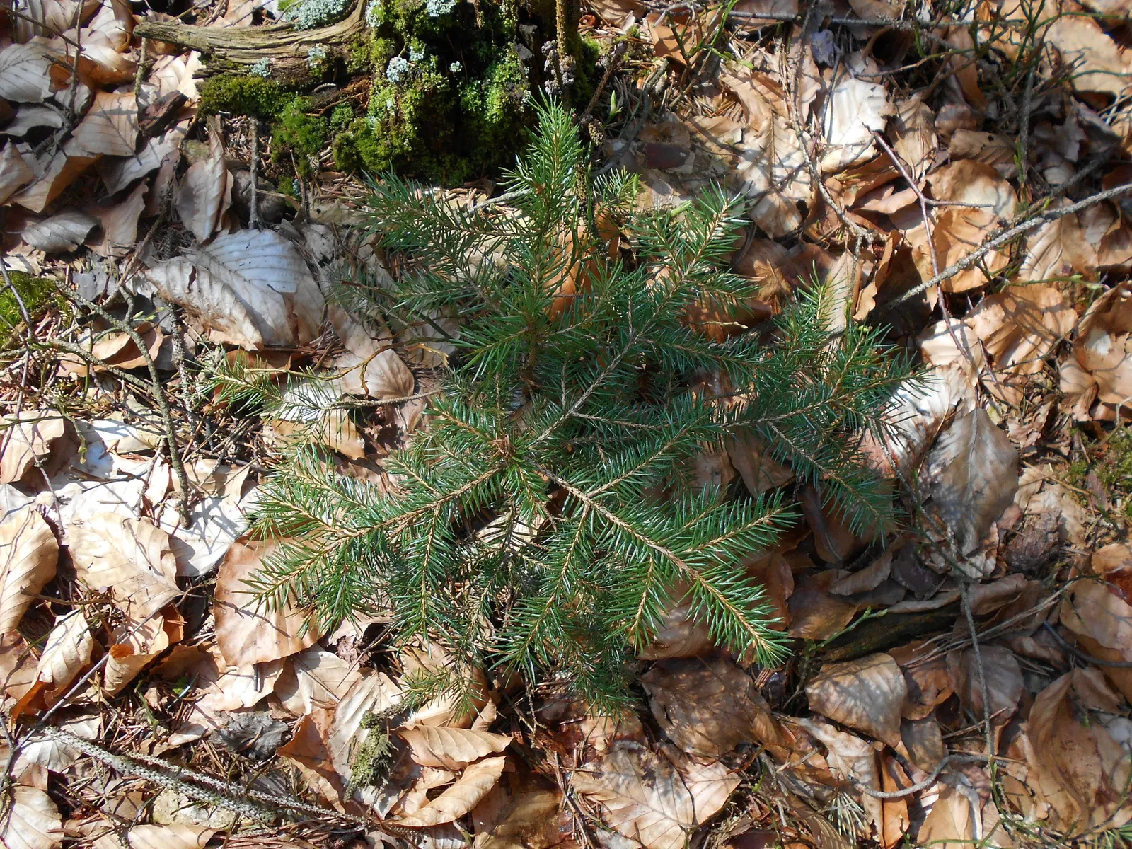 Norway Spruce (Picea Abies) — <br><br>Informing the client