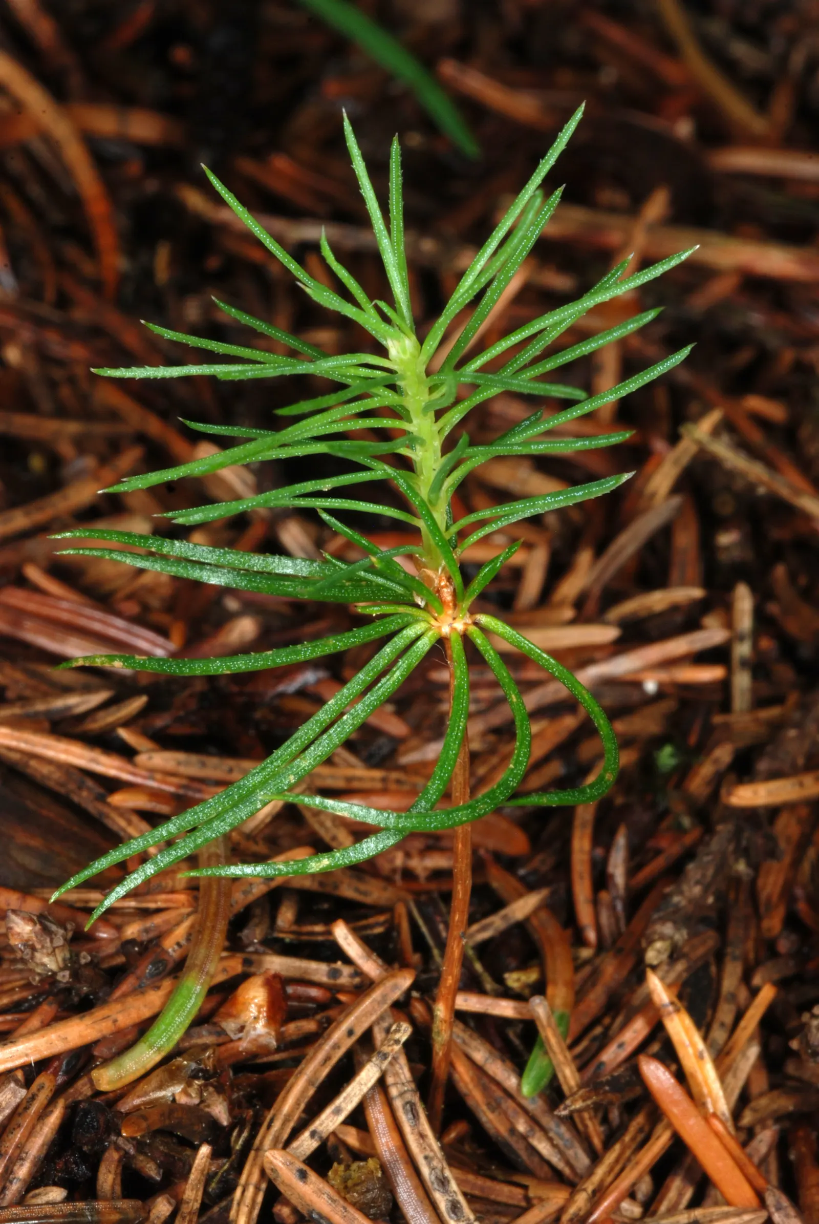 Norway Spruce (Picea Abies) — creating a commanding presence in landscapes