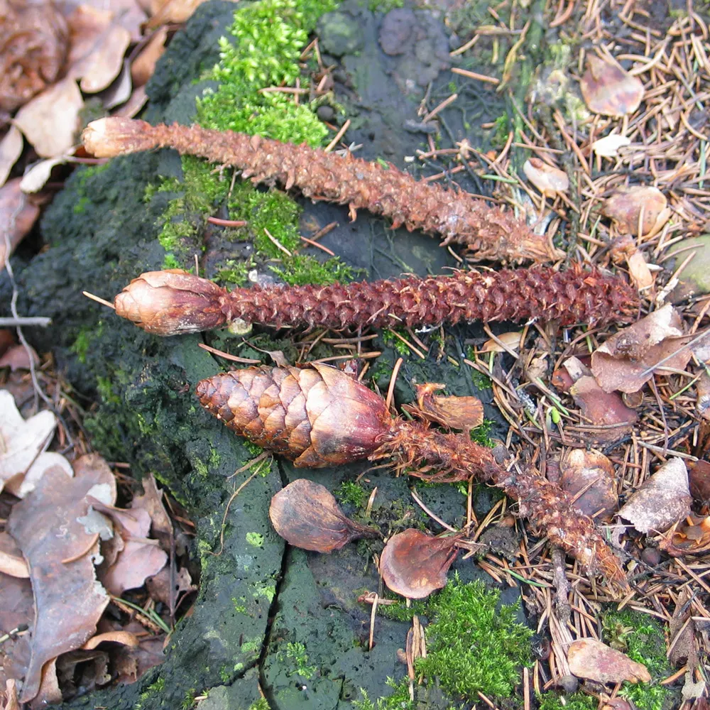 Norway Spruce (Picea Abies) — The Norway Spruce (Picea abies) is a majestic conifer that can reach heights of up to 200 feet; fast-growing evergreen prefers