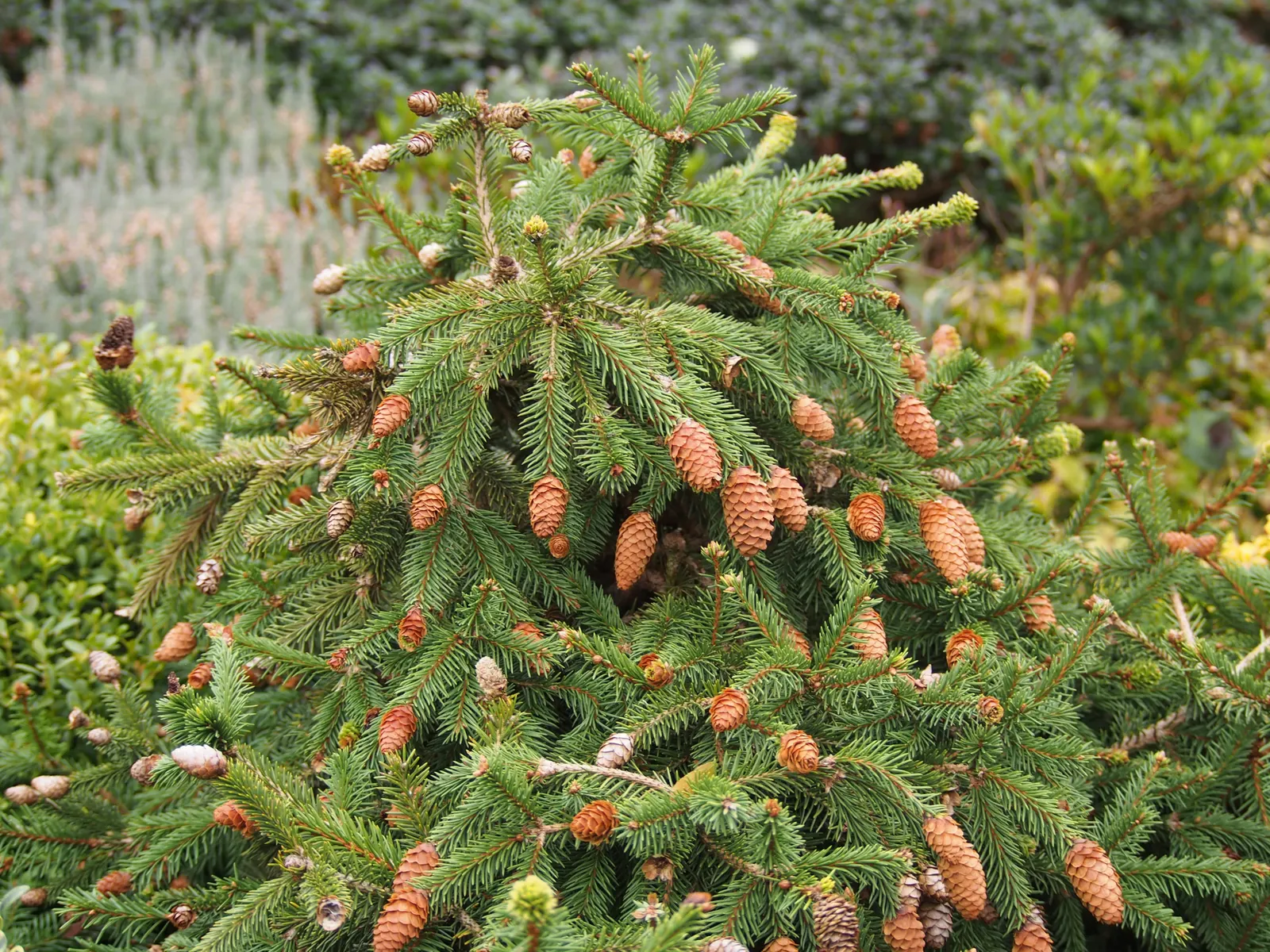 Norway Spruce (Picea Abies) — adding to its ornamental appeal.<br><br>Hardy in USDA zones 2 through 7