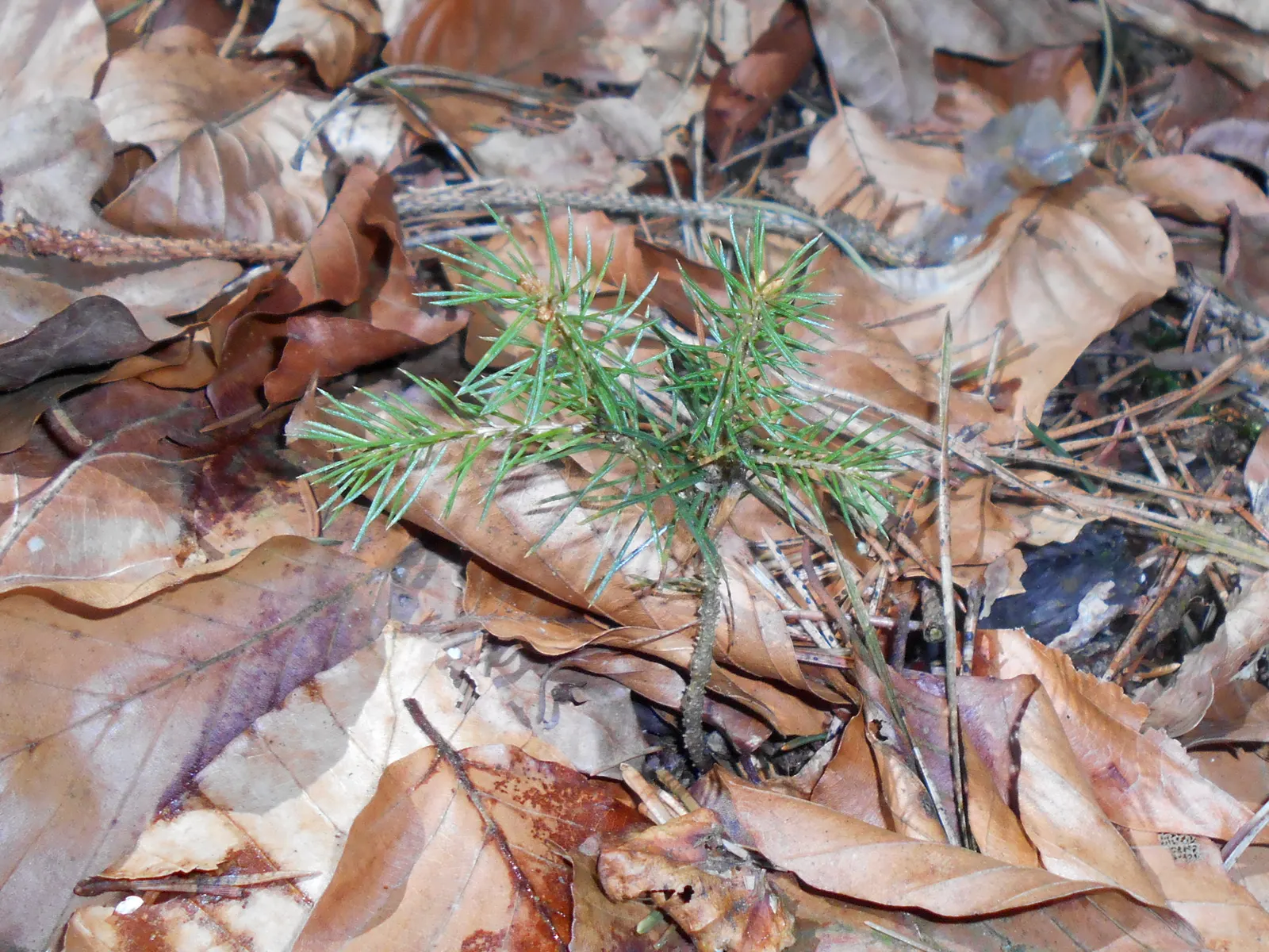 Norway Spruce (Picea Abies) — the Norway Spruce produces cylindrical cones
