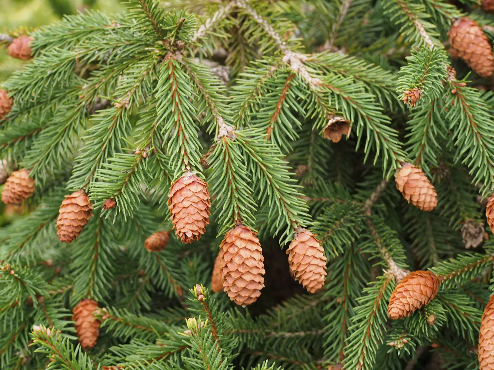Norway Spruce (Picea Abies) — making it a splendid choice for landscape designs that envisage a touch of grandeur and evergreen charm
