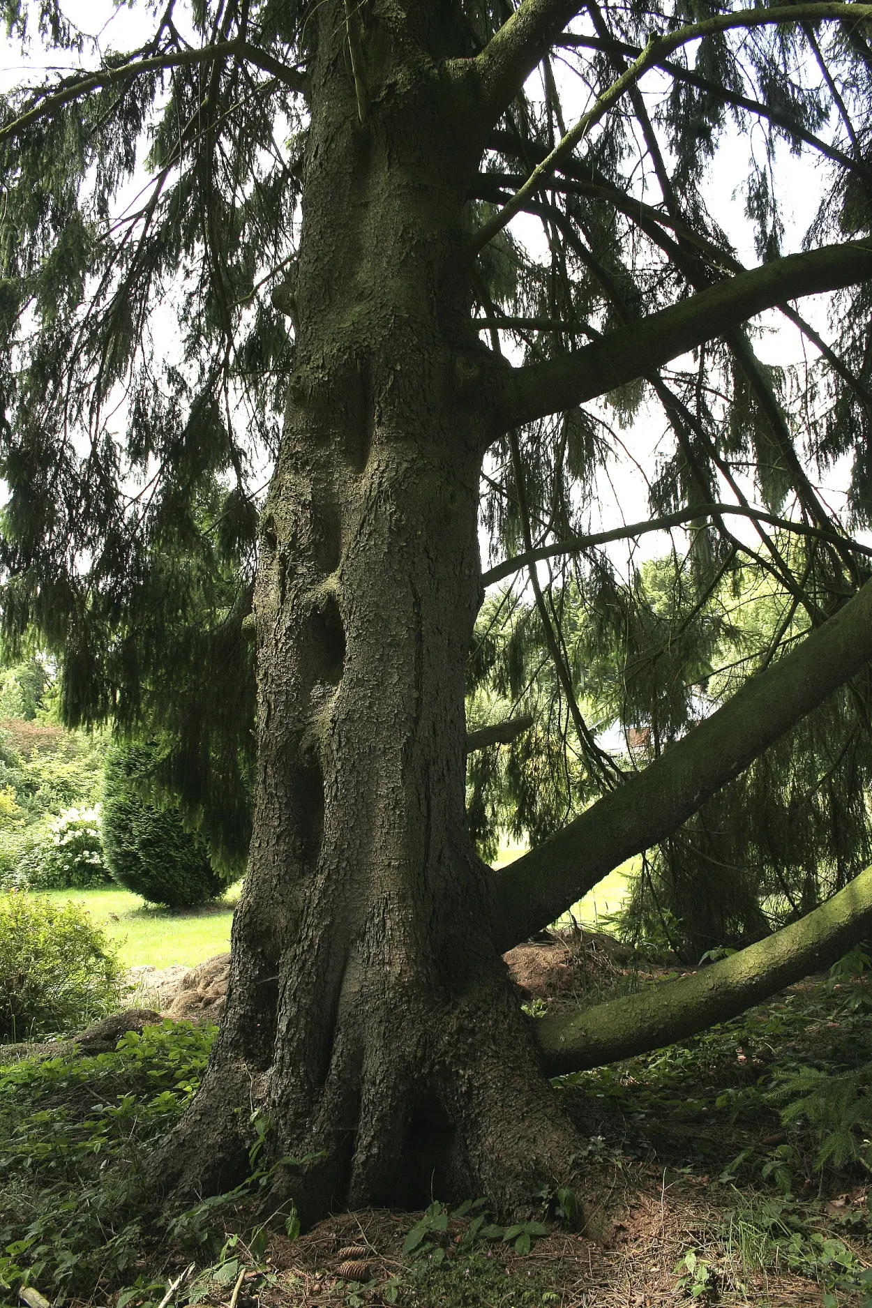 Norway Spruce (Picea Abies) — fast-growing evergreen prefers full sun and well-drained soil; conifer / tree for full