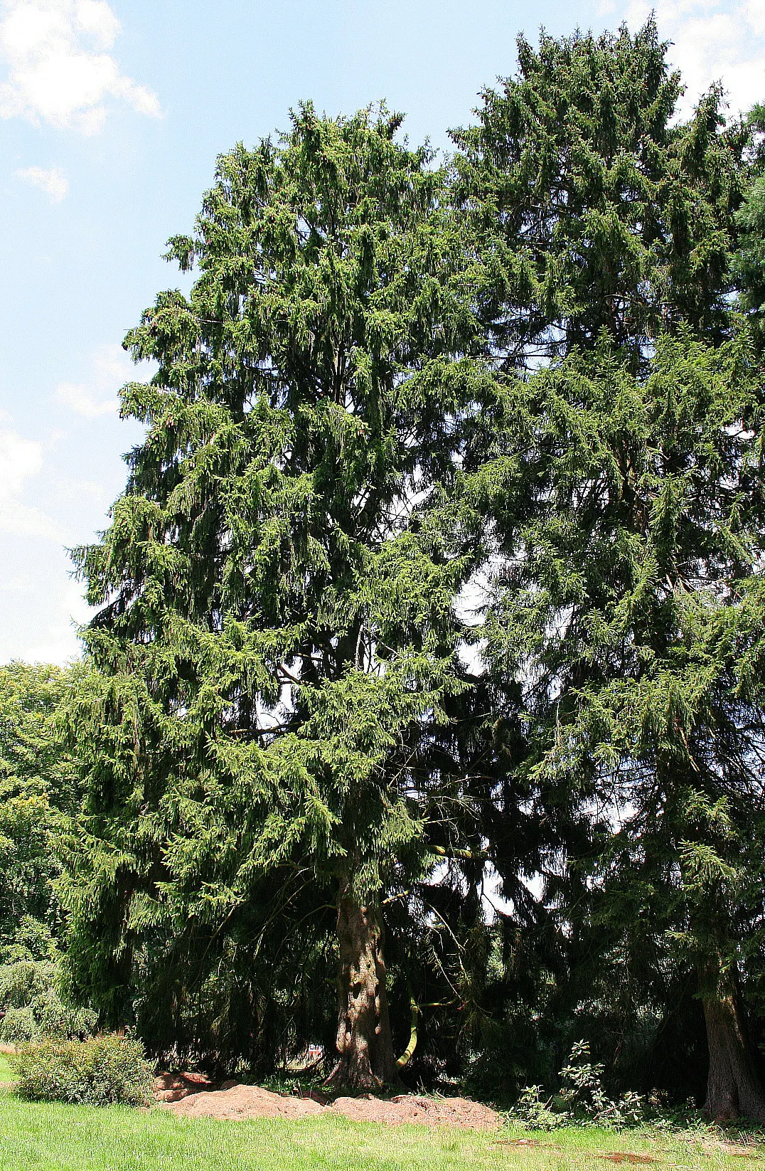 Norway Spruce (Picea Abies) — making it a splendid choice for landscape designs that envisage a touch of grandeur and evergreen charm; this native of Europe