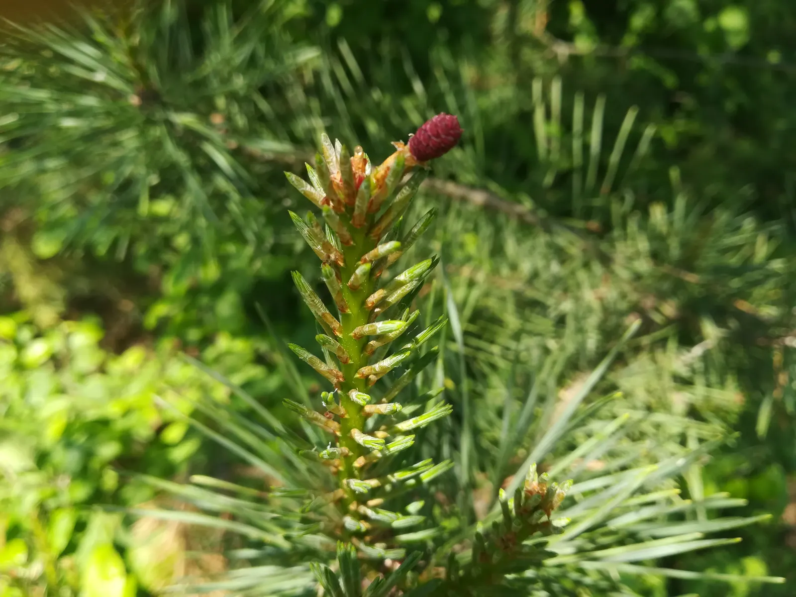 Norway Spruce (Picea Abies) — with a growth rate of about 2 feet per year; a majestic coniferous tree