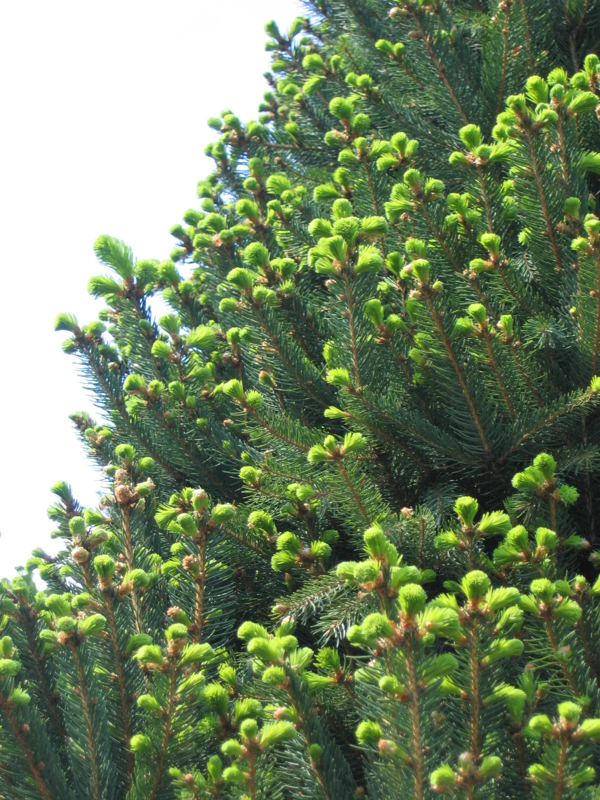 Norway Spruce (Picea Abies) — is renowned for its pyramidal shape and robust growth; needle-like leaves and conical shape make it a classic choice for vertical